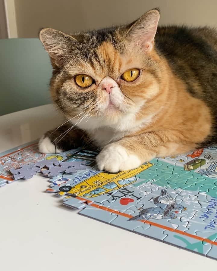 Tinaのインスタグラム：「Wheezy the puzzle destroyer @truesouthpuzzle 😂」