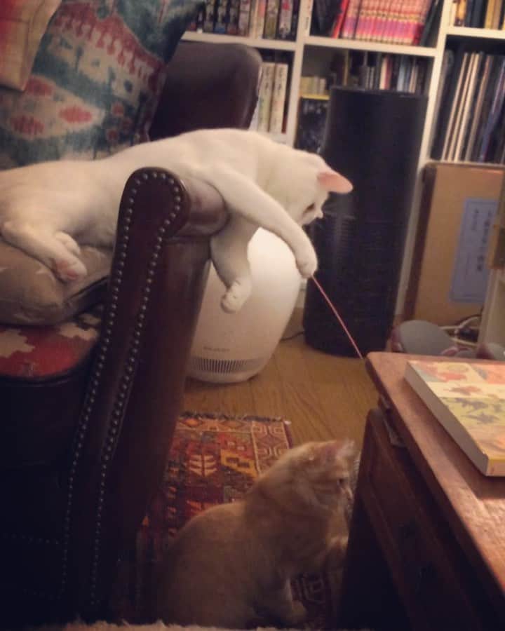 岡田屋鉄蔵のインスタグラム：「猫じゃらしで子猫をじゃらす」