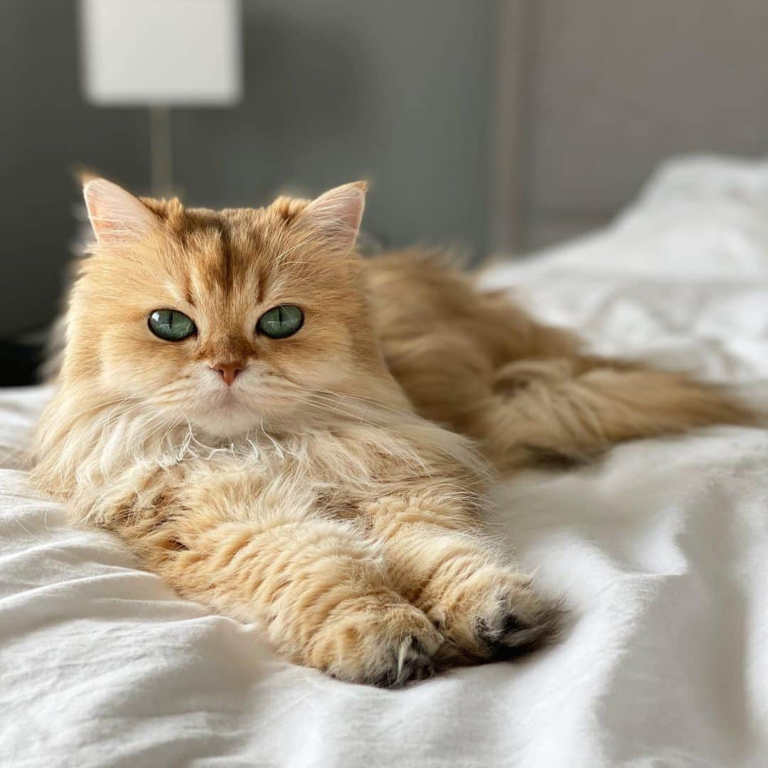 Smoothieのインスタグラム：「Is your cat allowed in your bed? (Or should we say: are you allowed in your cats’ bed?😂)」