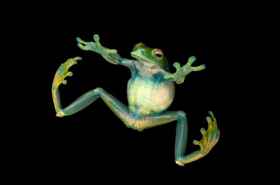 Joel Sartoreさんのインスタグラム写真 - (Joel SartoreInstagram)「Named for the white dots that cover its sides, the white-speckled tree frog is a beautiful amphibian. Found in Colombia, Ecuador, and Peru, these frogs are most frequently spotted in moist lowland forests. Active at night, the white-speckled tree frog brings the forest to life with its song, singing from beneath bromeliads and rocks near streams that help to protect them from predators. Photo taken at the Universidad Católica del Ecuador in Quito. #frog #treefrog #amphibian #white #speckled #dots #singing #song #nocturnal #green #blue #PhotoArk #savetogether」8月22日 23時40分 - joelsartore