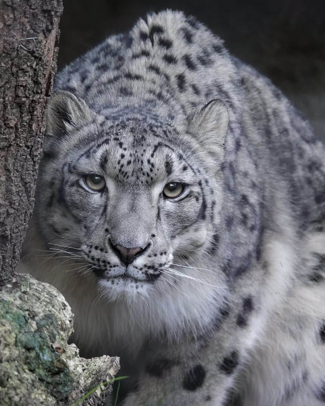 San Diego Zooさんのインスタグラム写真 - (San Diego ZooInstagram)「Never turn your back on a big cat.  Most active at dawn and dusk, snow leopards are powerful predators capable of killing prey 2-3x their own weight. Recent radio-tracking data shows they bag a meal every 10 to 15 days. Blue sheep and ibex are their main food, along with marmots, game birds, small rodents, and livestock. #Caturday #Stalker #SnowLeopard #SanDiegoZoo 📷 Elena Mavros」8月23日 0時00分 - sandiegozoo