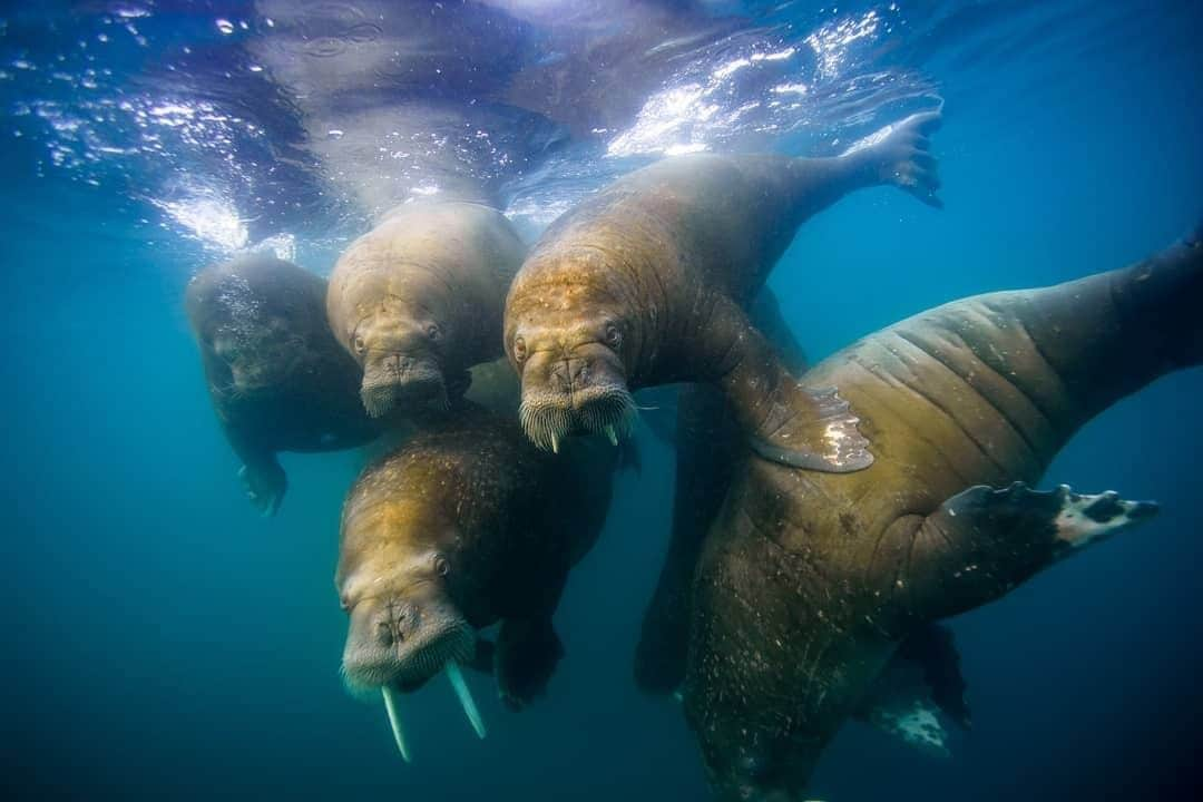 Cory Richardsさんのインスタグラム写真 - (Cory RichardsInstagram)「In 2014, I had the honor to travel on the behalf of #natgeo to Franz Josef Land (FJL), an arctic Russian archipelago inhabited only by military personnel. Since this expedition, scientific studies have concluded that “ice mass loss from 2011-2015 has doubled compared to any previous time spans”. Glacier retreat has been widespread and has led to the creation of at least one new island. Ice wastage, which means the removal of snow or ice from a glacier, was historically relatively small, but accelerating ice loss is the new normal for FJL.⁠ ⁠ We don’t need to travel to the arctic to experience our changing environment. There are shifts occurring here in my home of the United States, which some of you have spoken about in yesterday’s post’s comment section. To me, this isn’t a political debate, so let’s continue the conversation about our experiences and how to personally shift to make better choices - better choices for ourselves and our present *and future* global community.⁠ ⁠ Pictured here: Walruses approach our expedition boat from a haul out on Hooker Island. During summer, when sea ice diminishes, walruses congregate on shorelines, where food is scarce and youngsters can get trampled.⁠ Shot #onassignment for National Geographic Magazine’s “Franz Josef Land: The Meaning of North”⁠ #climatechange」8月23日 0時01分 - coryrichards