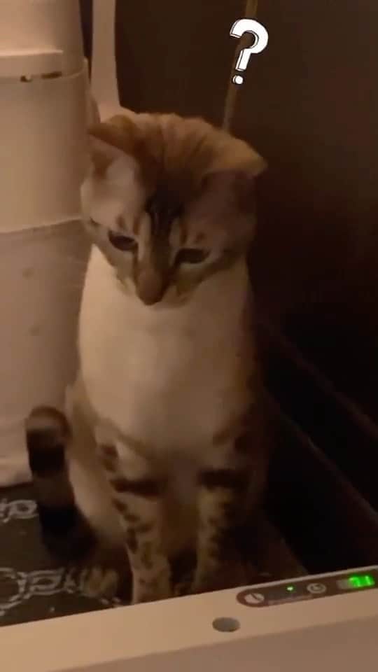 のインスタグラム：「Where are they going 😰 📹 @i_am_whiskey_thecat -⠀ #Meowed #poop #magic」