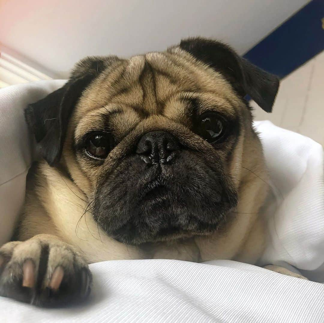 itsdougthepugさんのインスタグラム写真 - (itsdougthepugInstagram)「“U are loved! U are special! U will get through today!” -Doug • Tag someone who needs to hear this! Let’s spread love ❤️」8月23日 0時14分 - itsdougthepug