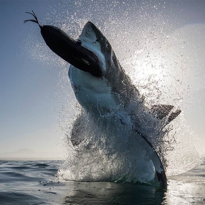 Discoveryさんのインスタグラム写真 - (DiscoveryInstagram)「“Blast off, like a rocket. A 2,000lb great white explodes from the water just feet away from where my camera was positioned. Other than the dramatic angle and impact of the image, what I love most is the curtain of water that hangs suspended under the shark as though the shark is attached to it. Roughly a second later the shark crashed down flooding my camera with water.”   Missing #SharkWeek? Watch your favorites on Discovery GO.  Caption + Photo: Chris Fallows (@chrisfallowsphotography)  #greatwhite #shark #natureismetal #perfectshotperfectmoment #wild #amazing_shots」8月23日 1時38分 - discovery