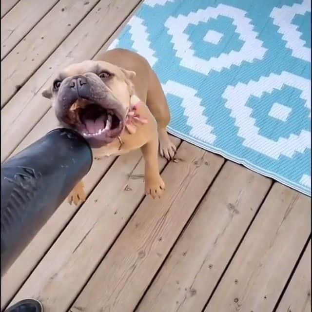 French Bulldogのインスタグラム