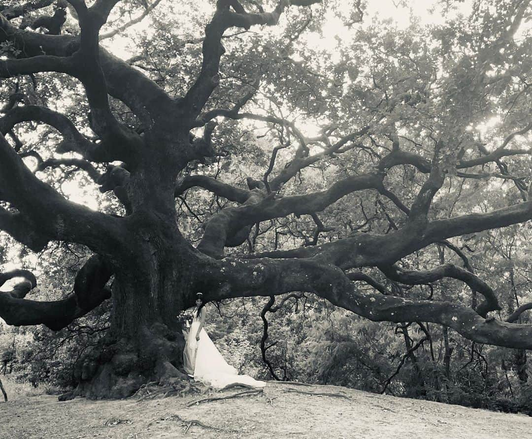 エレン・ヴォン・アンワースさんのインスタグラム写真 - (エレン・ヴォン・アンワースInstagram)「Most romantic  place to get married. At the magic 600 year old #pinocchio tree 🌳 #treeoflove」8月23日 2時19分 - ellenvonunwerth