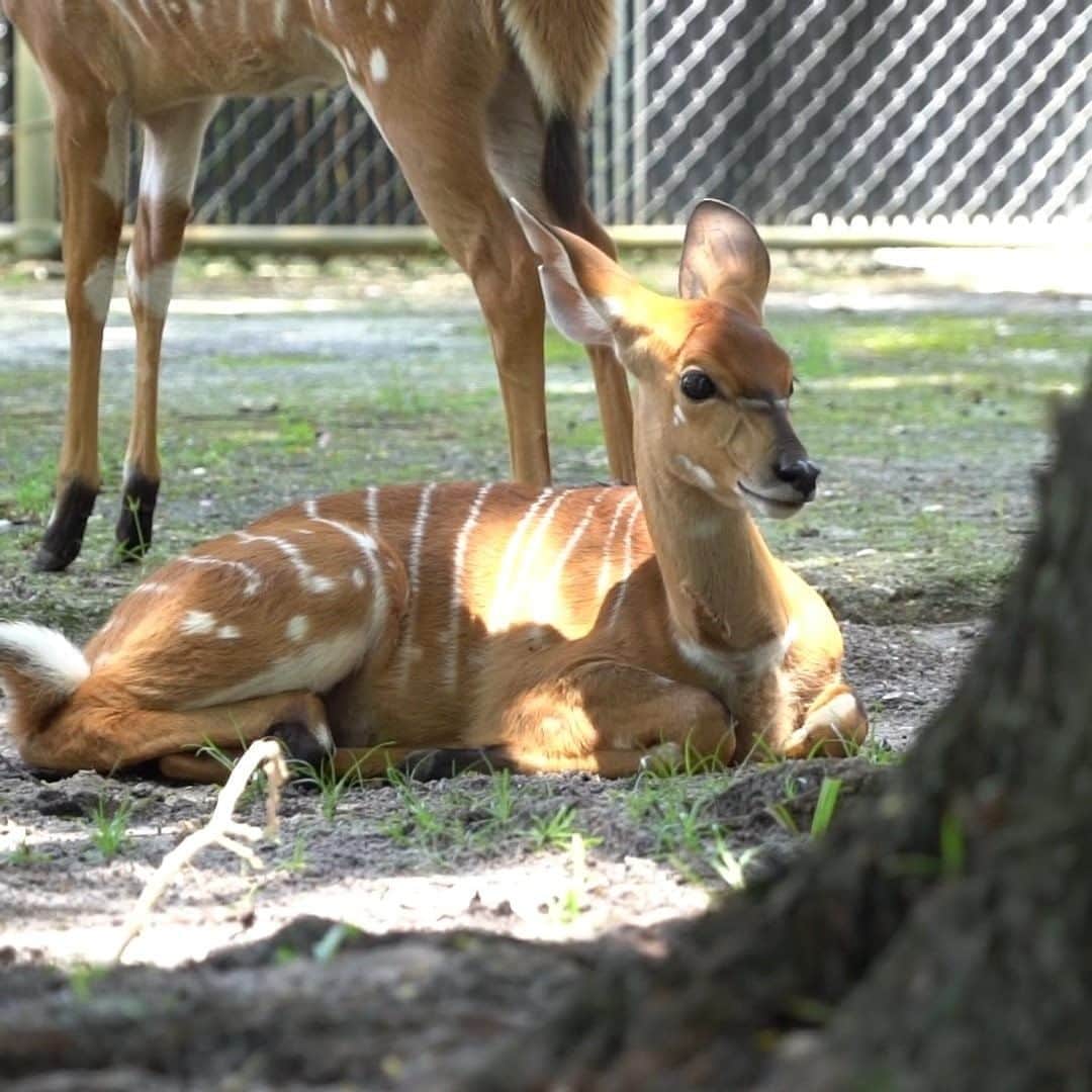 Walt Disney Worldのインスタグラム：「We are thrilled to welcome so many babies to the Disney’s Animal Kingdom Theme Park and Disney’s Animal Kingdom Lodge family. See just a few of them in this video and follow @DrMarkAtDisney for more updates! 🦓 🐘 🦒」