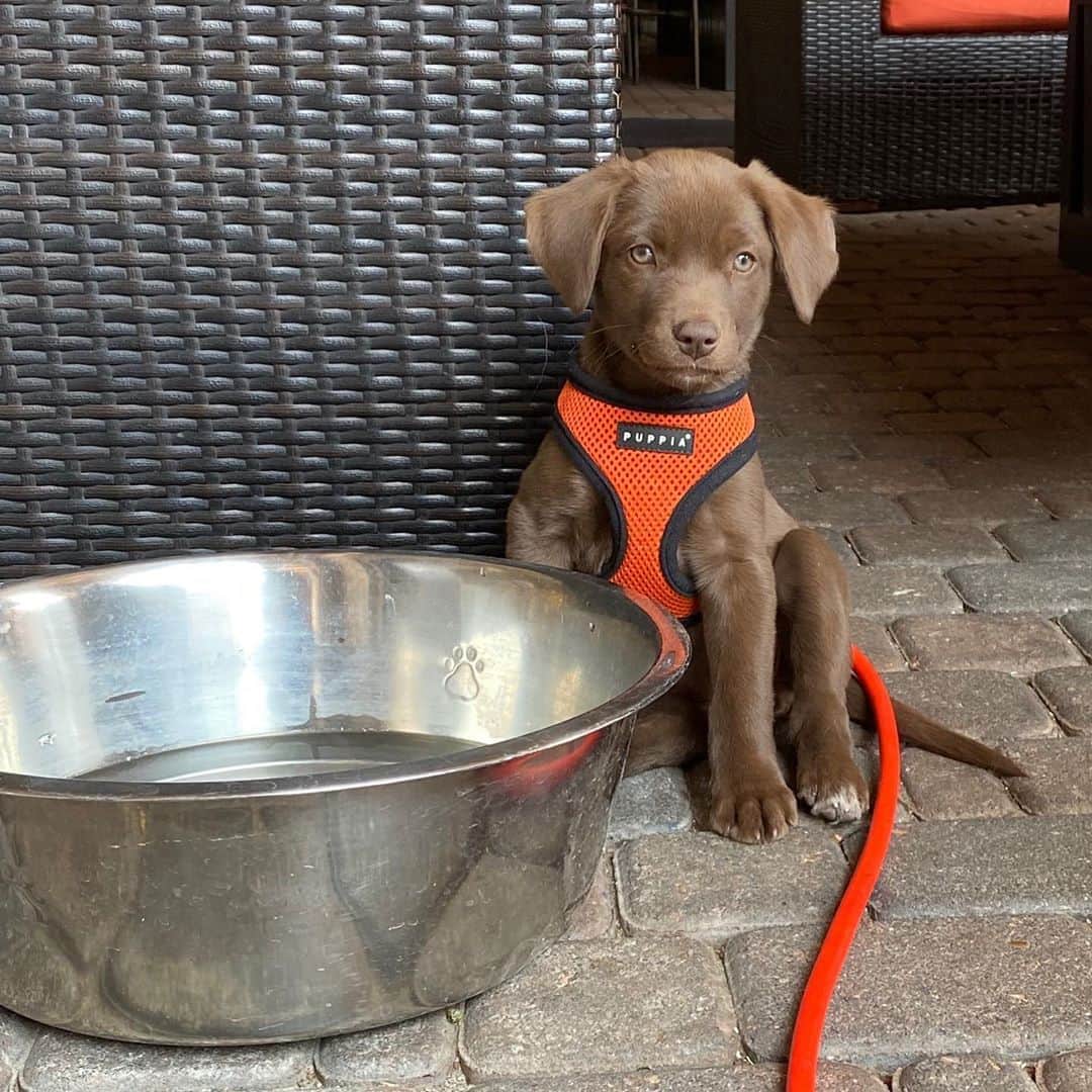 ボビー・ブラウンのインスタグラム：「She’s smiling on the inside #Pippa #rescuedogsofinstagram」