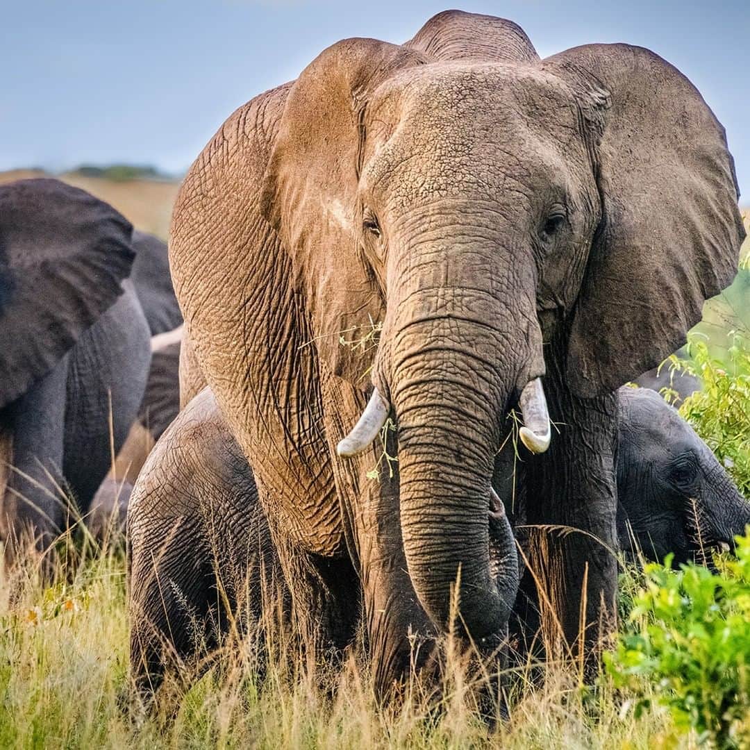 Nikon Australiaさんのインスタグラム写真 - (Nikon AustraliaInstagram)「"There is nothing more exhilarating to me than sitting in an open safari vehicle surrounded by a herd of Elephants as they slowly pass you by. For such large animals, these gentle giants with their spongy pads at the bottom of their feet move incredibly quietly, with just the beautiful low frequency rumbling sound they use for communication to be heard. ⁣ ⁣ When photographing Elephants, never approach them. Let them come to you. If they do get quite close, you can get either a nice wide angle landscape shot or mid-ranged telefoto image taking in this beautiful animal and the environment or a nice tight image of its eyes, textured trunk or tusks using a long telephoto lens. ⁣ ⁣ And if there are babies around, they are always a joy to photograph as they clamour around mum for protection" - @idg.photography ⁣ ⁣ Image 1-3: ⁣ Camera: Nikon D850⁣ Lens: AF-S NIKKOR 200-500mm f/5.6E ED VR⁣ ⁣ IMAGE 4-6:⁣ Camera: D600⁣ Lens: AF-S NIKKOR 70-200mm f/2.8E FL ED VR⁣ ⁣ #Nikon #MyNikonLife #NikonAustralia #WildlifePhotography」8月23日 12時00分 - nikonaustralia