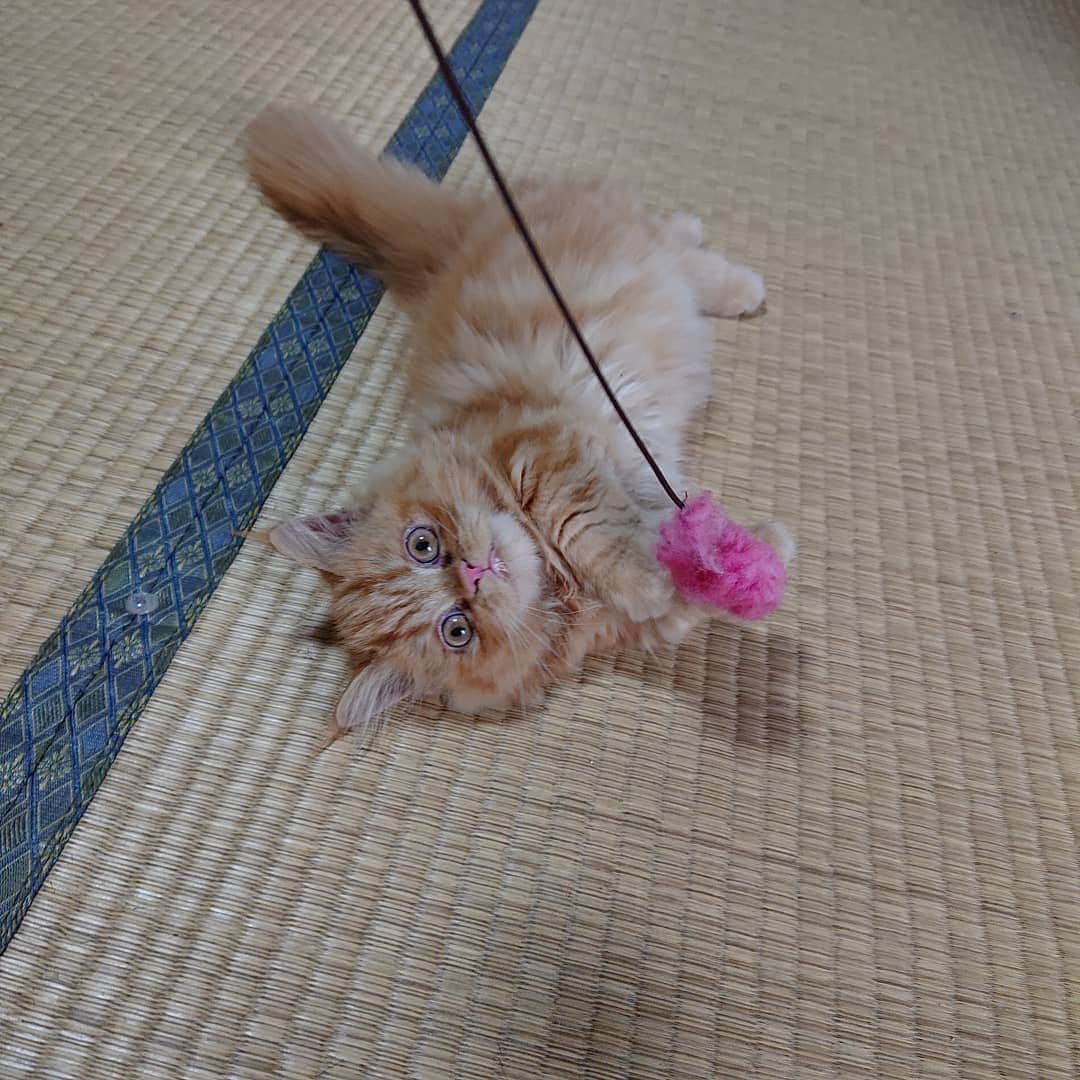 くるみんのインスタグラム：「* ご近所のおじちゃんが、保護猫のマンチカンの赤ちゃんをお迎えしました🐱  他人でもまだ無邪気に遊んでくれる💓 時々お伺いするので、成長が楽しみ。 幸せ🍀になって良かったね  #マンチカン #保護猫 #パピー」