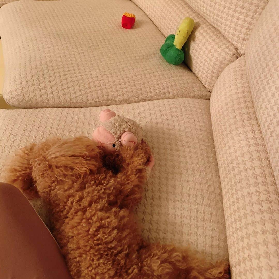 多岐川華子さんのインスタグラム写真 - (多岐川華子Instagram)「昨夜のもなか🐶たくさん遊んだ形跡。そして羊のおもちゃを抱えておやすみ😴💤 た、た、たまらんじゃないか。 . . #dog#dogstagram#instadog#toypoodle#愛犬#トイプードル#トイプー#1歳6ヶ月#おんなのこ#もなか#犬のいる暮らし」8月23日 12時10分 - hanako__official
