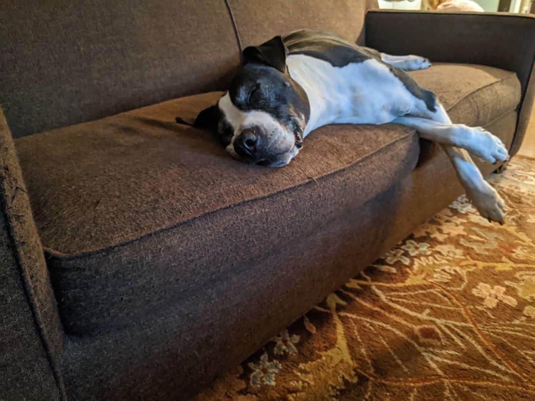 ウィル・ウィトンさんのインスタグラム写真 - (ウィル・ウィトンInstagram)「Seamus's Law: a dog will expand to fill all the available space on the couch.  #dogsofinstagram」8月23日 12時28分 - itswilwheaton