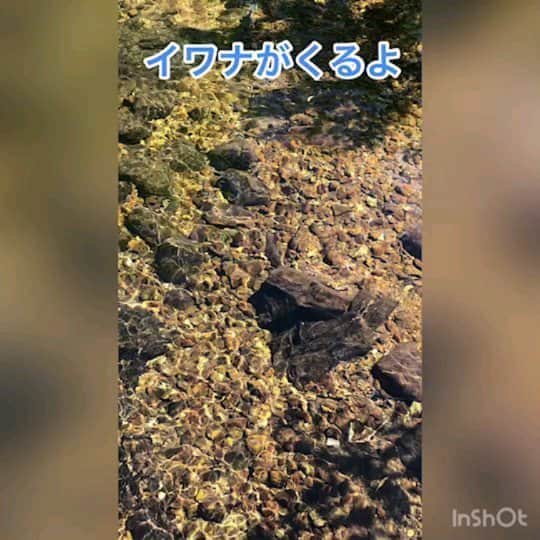 のインスタグラム：「栂池ビジターセンターでは無料のガイドプランをご案内しています！お花の説明だけでなく、色んなお話が聞けるのでとってもたのしいですよ！ 撮影日2020年8月19日 てぃん  #イワナ好きな人と繋がりたい #とうめいかんすご #いやしすぽっと #さかなになりたい #ミズバショウの葉っぱデカ #さんかようだよ#あおぞら#ガイドさんたのしい #栂池#白馬#はくばつがいけWOW#ハッシュタグむずかしい」