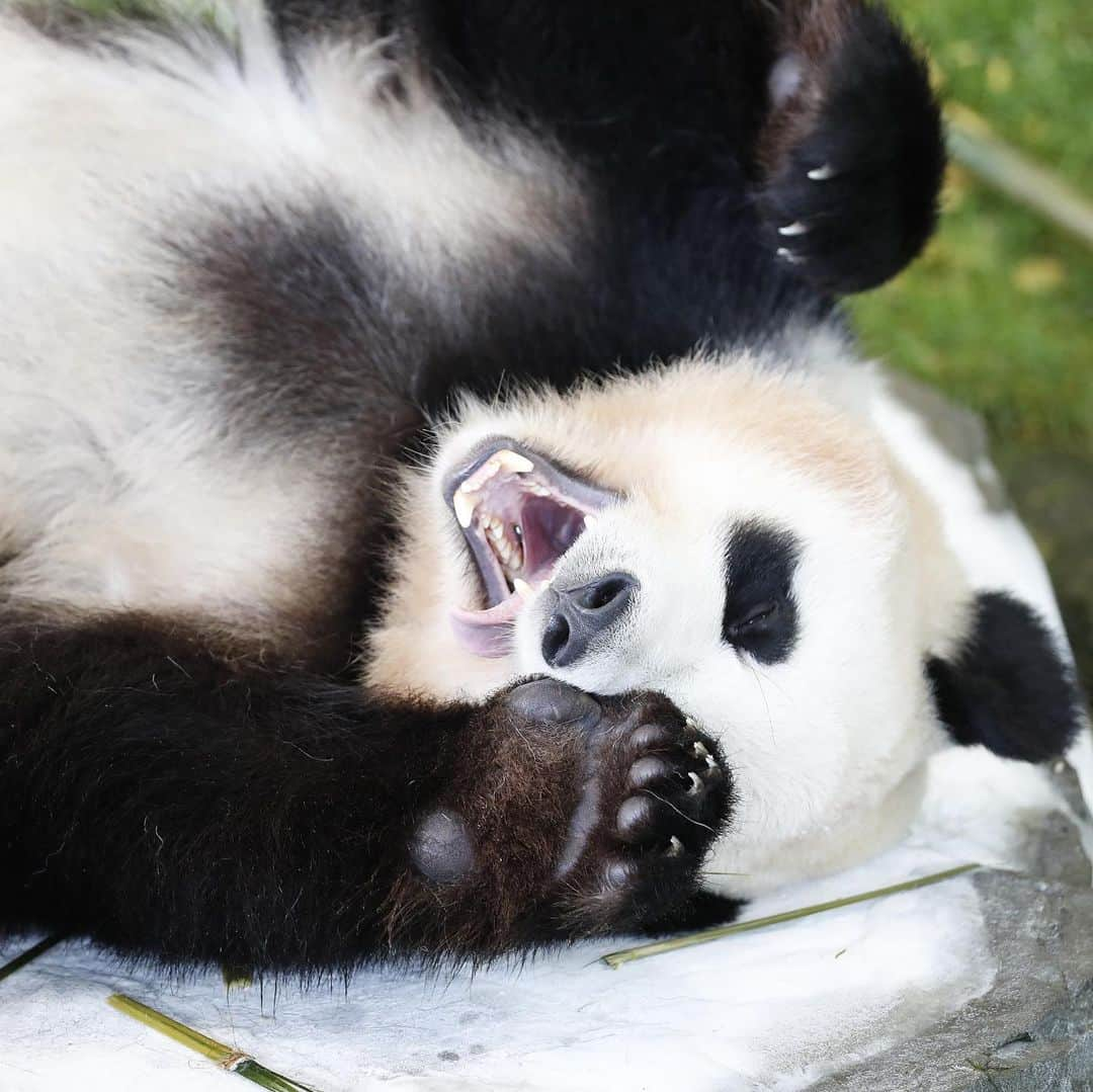 パンダ（白浜）さんのインスタグラム写真 - (パンダ（白浜）Instagram)「ｇｏｏｄ　ａｆｔｅｒｎｏｏｎ ｔａｋｅ　ｃａｒｅ， ｈａｖｅ　ａ　ｎｉｃｅ　ｈｏｌｉｄａｙ🐼 #photography  #adventureworld  🐼😊🐼  #ADVENTUREWORLDPANDAS #baby #HELLOLITTLE #pandamental #hellopanda #ハローリトル #ハローパンダ #パンダグラビア #パンダ　and #panda #pandababy 🐼🐼🐼」8月23日 12時30分 - hellopanda_book