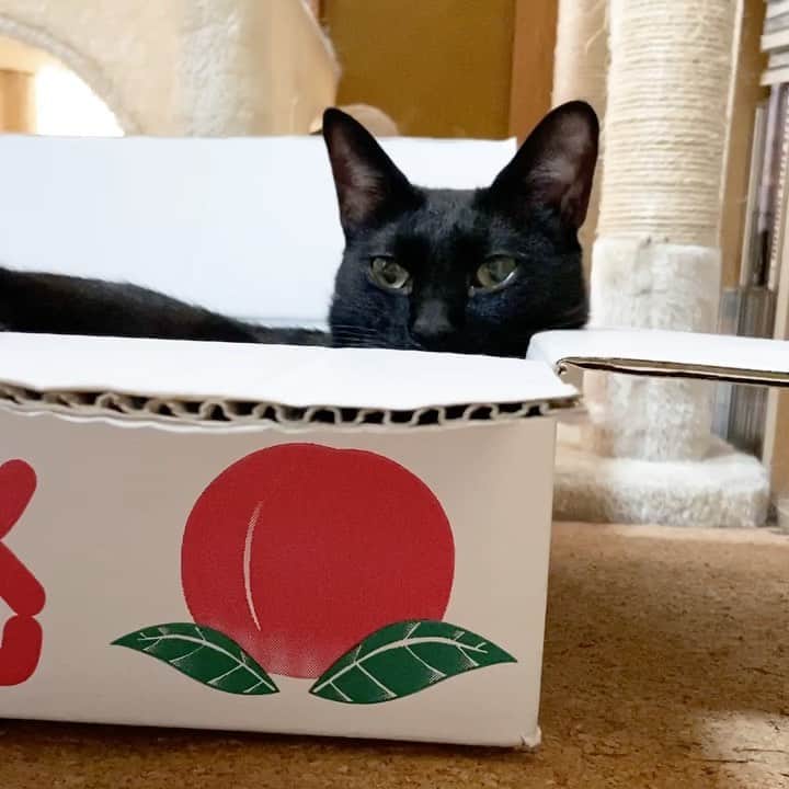 のインスタグラム：「Don’t steal my thunder. #cat #kuromitu #genki #steal #mako0mako0 #cat_delight #catscatscats #catpicture #catloversclub #ねこ　#ねこ動画 #くろみつくん　#元気君　#かわいい　#猫のいる暮らし #まこまこ　#猫すたぐらむ  #被っています」