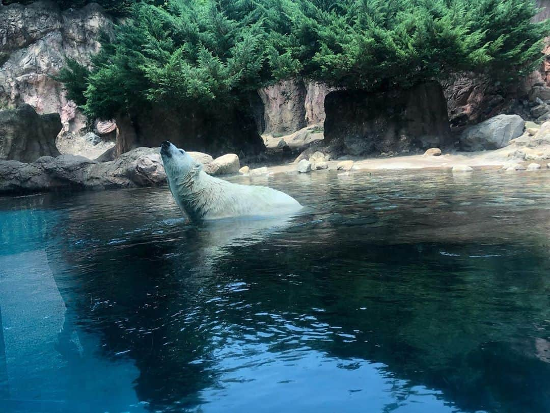 伊藤みくさんのインスタグラム写真 - (伊藤みくInstagram)「-﻿ ﻿ ﻿ よこはま動物園ズーラシアへ﻿ 子供と行ってきました🚘﻿ ﻿ 東京ドーム10個分の敷地の中に﻿ 約100種750点もの動物たちがのびのびと﻿ 暮らしてます🐘🦒🐠﻿ ﻿ ここの動物園、﻿ 野生の息遣いを感じる瞬間がたくさんあって﻿ すっごく面白かった✨✨✨✨﻿ ﻿ さすがにこの日は暑すぎてレッサーパンダはバテ気味でしたが...それも可愛かった🐼﻿ ﻿ 子供だけでなくて大人も楽しめる動物園❤️﻿ ﻿ 色んな国の動物たちが間近で見られて﻿ 世界一周の旅行をしているかのような気分になれましたよ✈️﻿ ﻿ ﻿ ﻿ ﻿ ﻿ #動物園　#よこはま動物園ズーラシア　#ズーラシア﻿ #夏休み」8月23日 12時43分 - miku90210