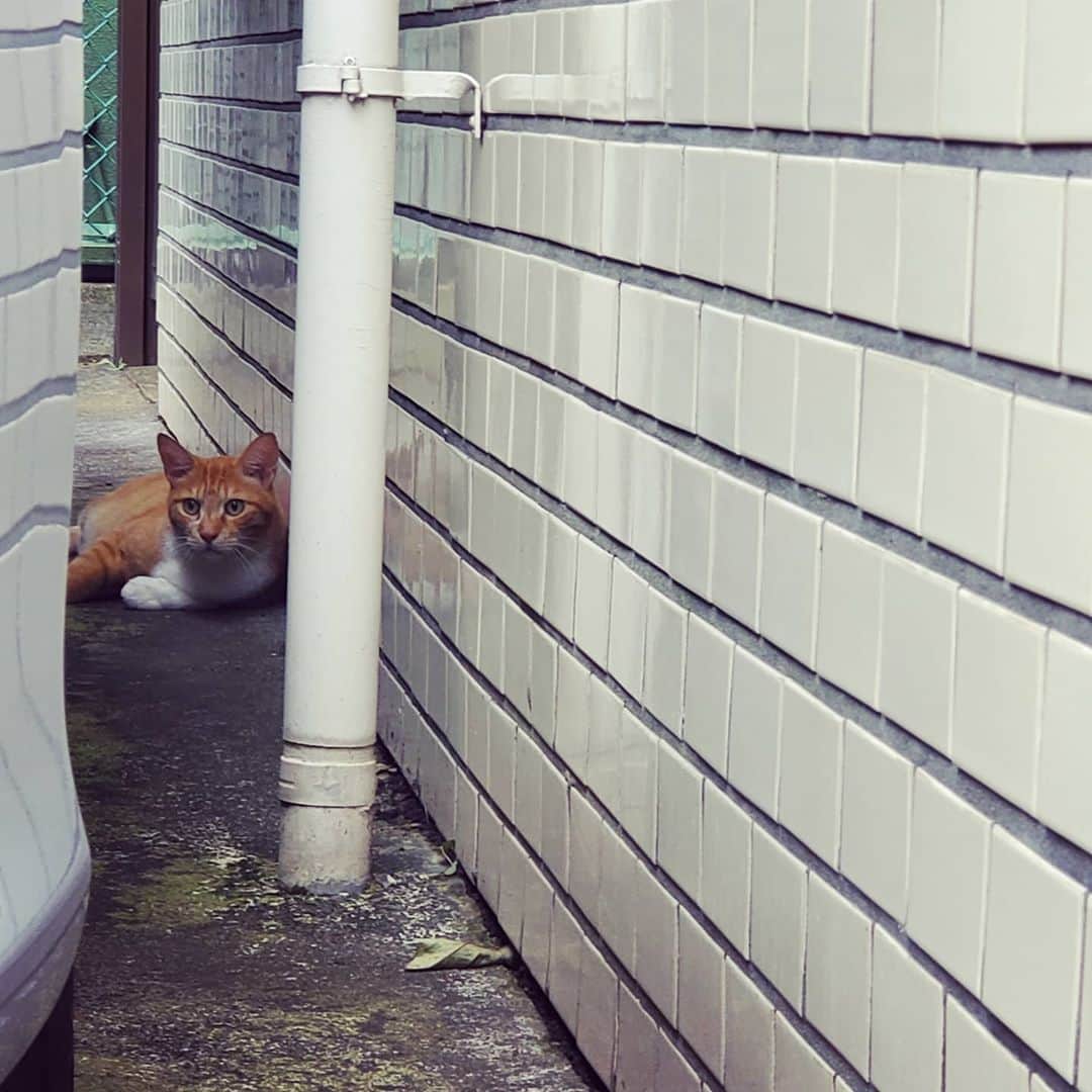 加藤ツバキさんのインスタグラム写真 - (加藤ツバキInstagram)「猫あつめアカウントではないのですが🐱 隙間にはだいたい潜んでいるのでつい…」8月23日 12時59分 - katotsuba_desu