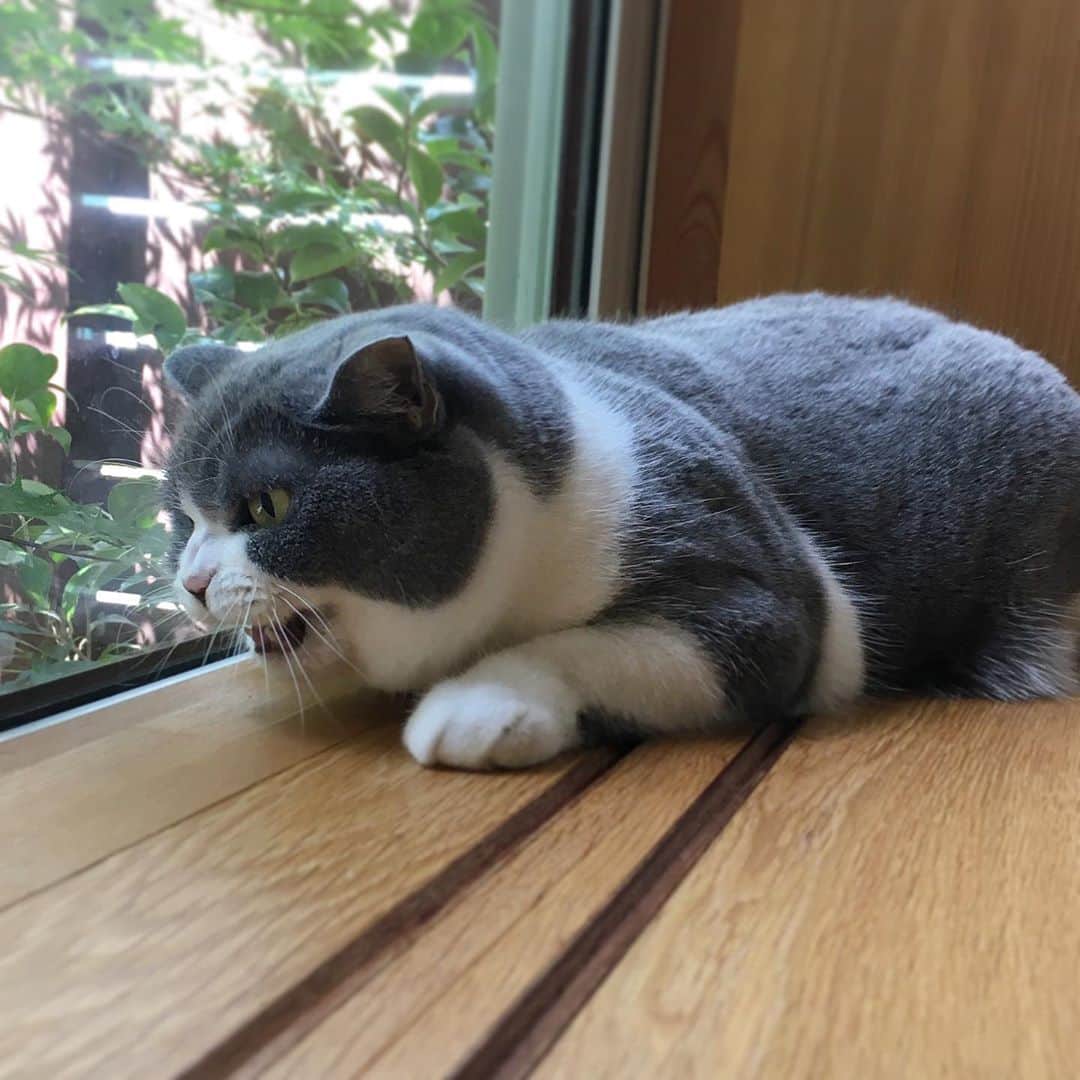 カブのインスタグラム：「庭にねこがあらわれた！  ケケケケ！と得意のじゅもんを唱えるけど 怖さが足りない」