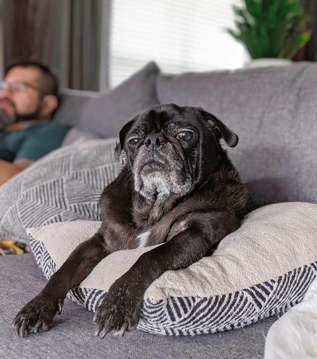 ロッコのインスタグラム：「If Weldon looks like he’s judging you it’s because he is. Btw I had surgery earlier this week (nothing major) and this mofo thought it would be fun to use my stomach, incisions and all like a trampoline... and that ladies and gentlemen is our Weldon 😊 . . . #Ohmyweldon #pug #puglife #pugstagram #pugsofinstagram #dogsofinstagram #weeklyfluff #theweekoninstagram #austindogs #dogsofbark #thetomcoteshow #teampixel #giftfromgoogle #atx #buzzfeedanimals #speakpug」