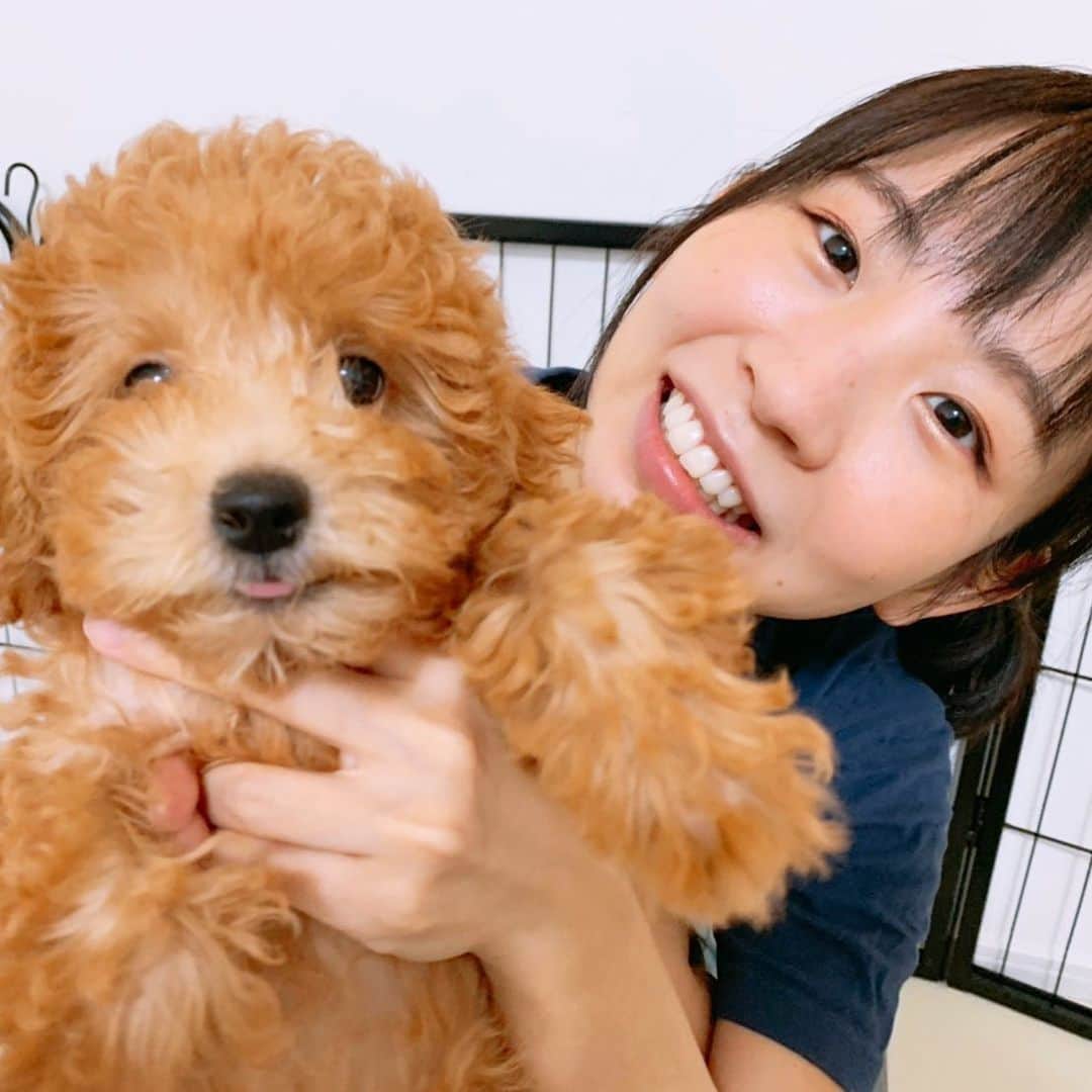 古川未鈴のインスタグラム：「3ヶ月 おめでとう！ ぱむちゃん！ happy birthday!  #dog #pets  #チワプー #ぱむ #お誕生日」