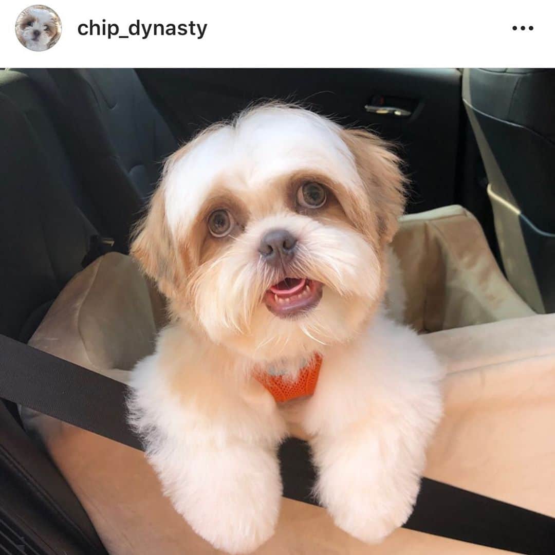 Dogs by Ginaのインスタグラム：「My newest shih-tzu client  Chip! Go follow him ❤️」