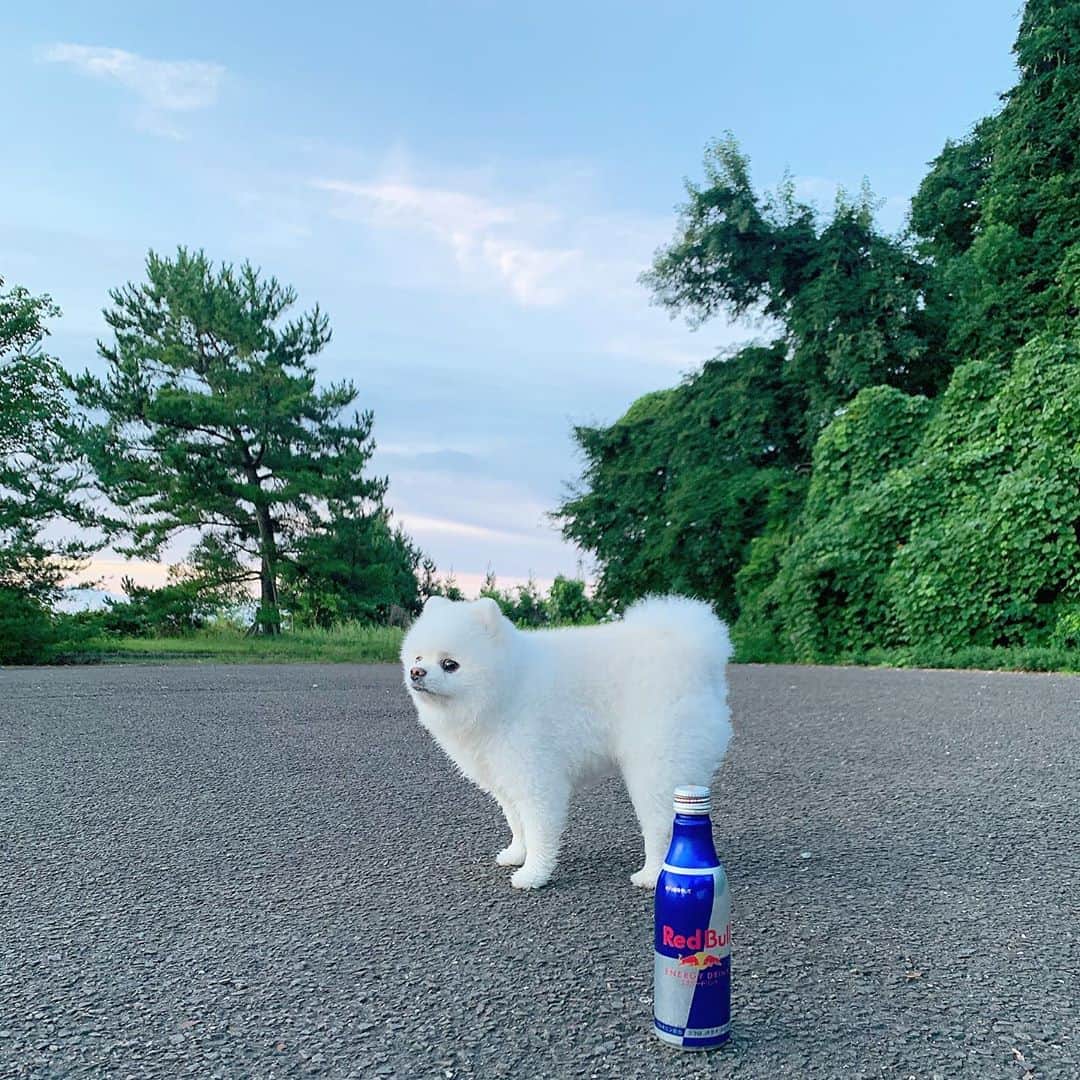 ニコちゃんのグルメインスタ