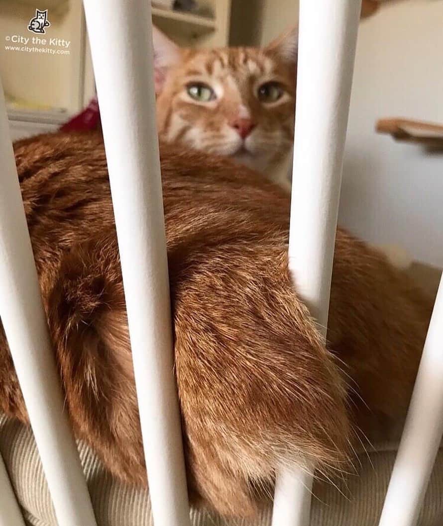 City the Kittyのインスタグラム：「Happy Caturday! 😺 How’s your day going? #caturday #cat」