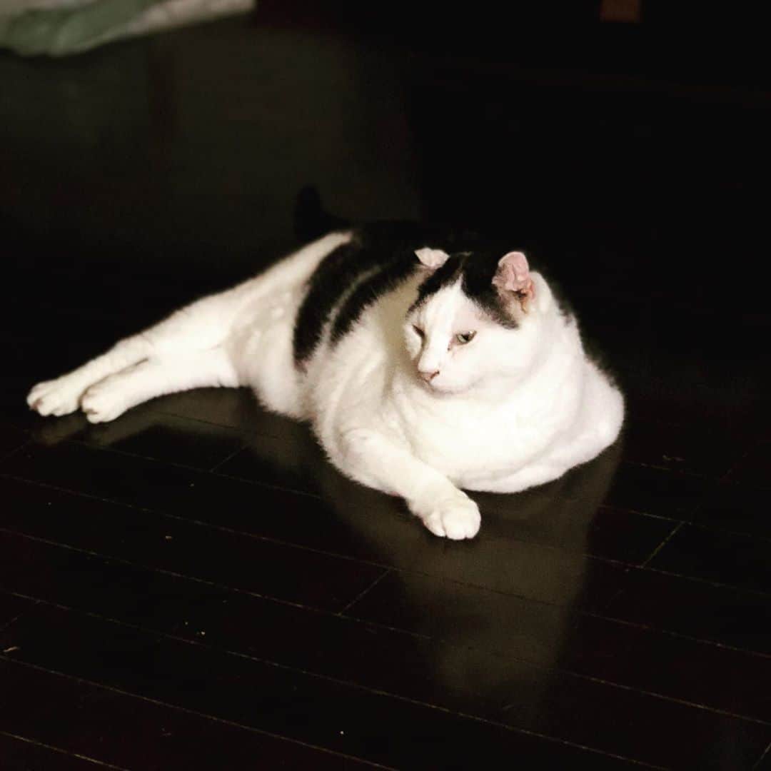 町田康のインスタグラム：「暑いからな。」