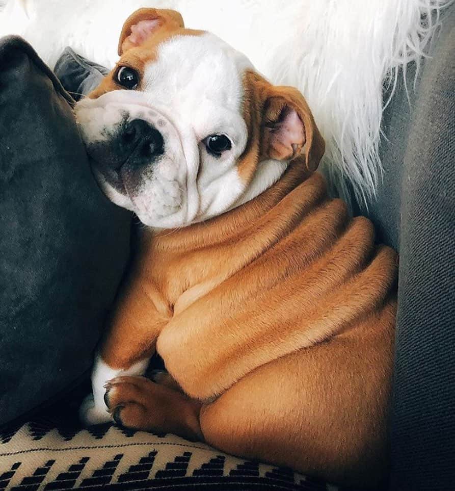 Bodhi & Butters & Bubbahのインスタグラム：「Craving bread rolls for some reason 🧐 @charliethebulldog312 🐶💖」