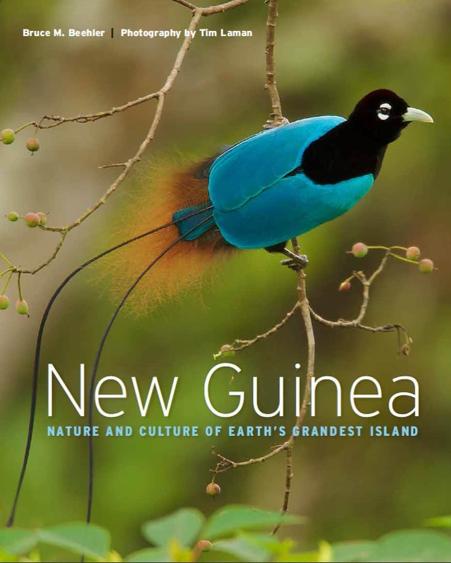 Tim Lamanさんのインスタグラム写真 - (Tim LamanInstagram)「Photos by @TimLaman.  New book giveaway!  My book “New Guinea: Nature and Culture of Earth’s Grandest Island” with author Bruce Beehler was recently published by Princeton Univ Press. As described by Princeton, the book is “An enthralling exploration of the biologically richest island on Earth, featuring more than 200 spectacular color images by award-winning National Geographic photographer Tim Laman.”    To be entered to win a free copy, sign up for my newsletter in the link in bio @TimLaman.  Drawing will be next Monday Aug 24.   Although most famous for its amazing birdlife, New Guinea is also home to some cool marsupial and monotreme mammals, as you can see here in today’s examples from the book.  Did you even know there was such a thing as a  1) Tree Kangaroo (a marsupial); 2)  Spotted Cuscus (another marsupial); or 3) Long-beaked Echida (a monotreme – an egg-laying mammal)?? All photographed in the wilds of New Guinea.  Good luck with the drawing Monday.  In case you don’t win the book is available in my store at www.timlamanfineart.com.  Thanks for your interest. I’m really hope this book helps spread awareness about New Guinea’s incredible biodiversity and the importance of conserving it.    #NewGuinea #Papua #PNG #Indonesia #TreeKangaroo #Echidna #Cuscus」8月23日 6時38分 - timlaman