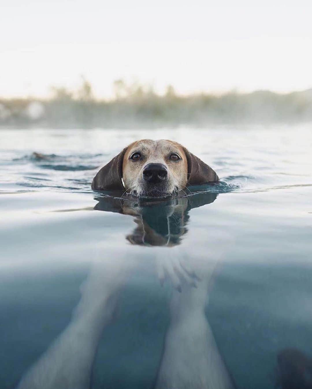 Canon Photographyさんのインスタグラム写真 - (Canon PhotographyInstagram)「Adventures with his best friend!  Photography // @thiswildidea Curated by @steffeneisenacher  #cpfeatureme #dogsofinstagram #dogs #pets #petsofinstagram」8月23日 6時54分 - cpcollectives