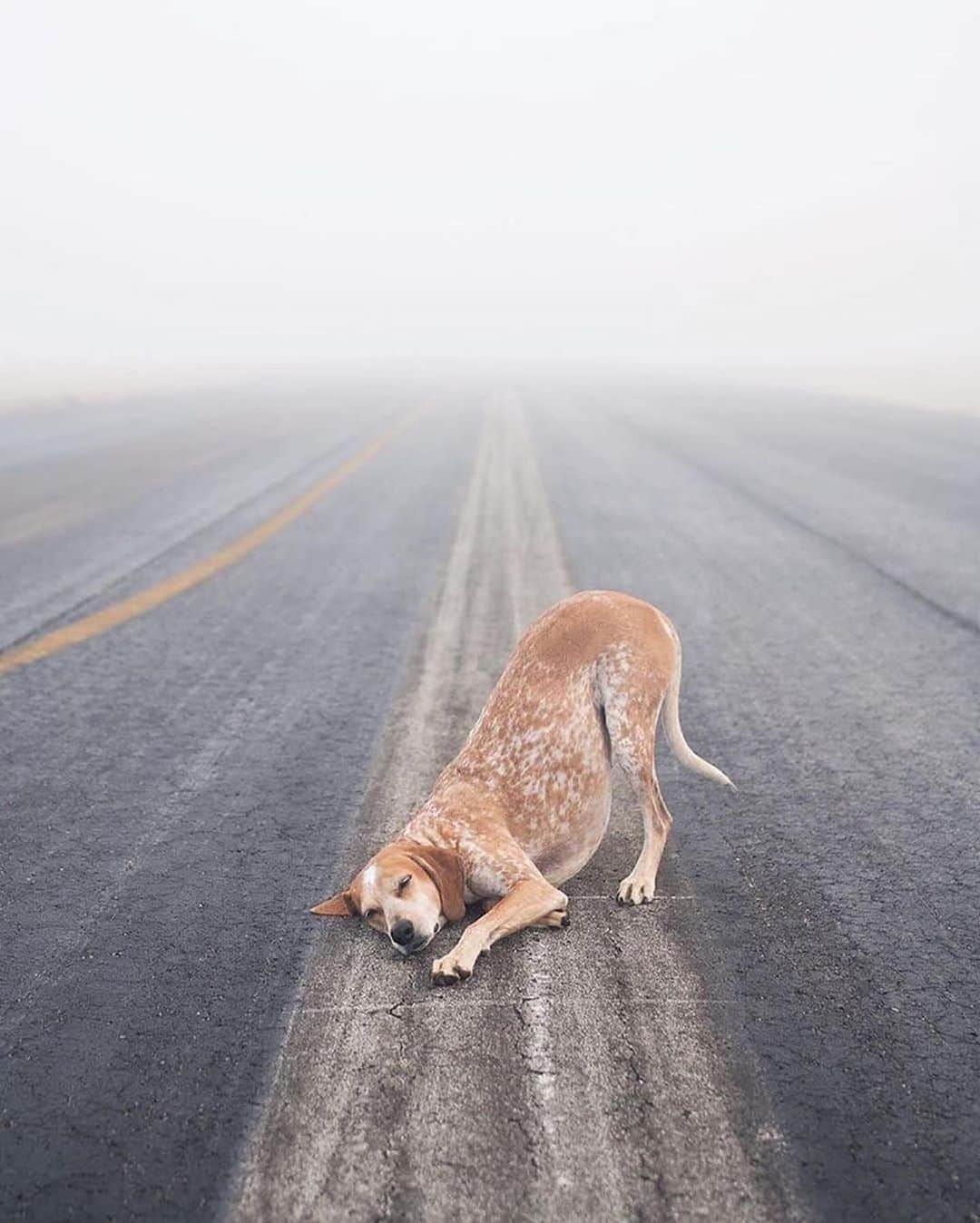 Canon Photographyさんのインスタグラム写真 - (Canon PhotographyInstagram)「Adventures with his best friend!  Photography // @thiswildidea Curated by @steffeneisenacher  #cpfeatureme #dogsofinstagram #dogs #pets #petsofinstagram」8月23日 6時54分 - cpcollectives