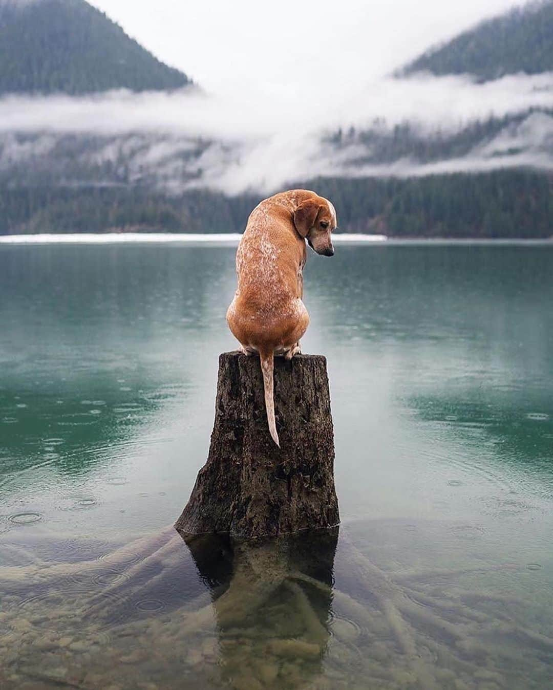 Canon Photographyさんのインスタグラム写真 - (Canon PhotographyInstagram)「Adventures with his best friend!  Photography // @thiswildidea Curated by @steffeneisenacher  #cpfeatureme #dogsofinstagram #dogs #pets #petsofinstagram」8月23日 6時54分 - cpcollectives