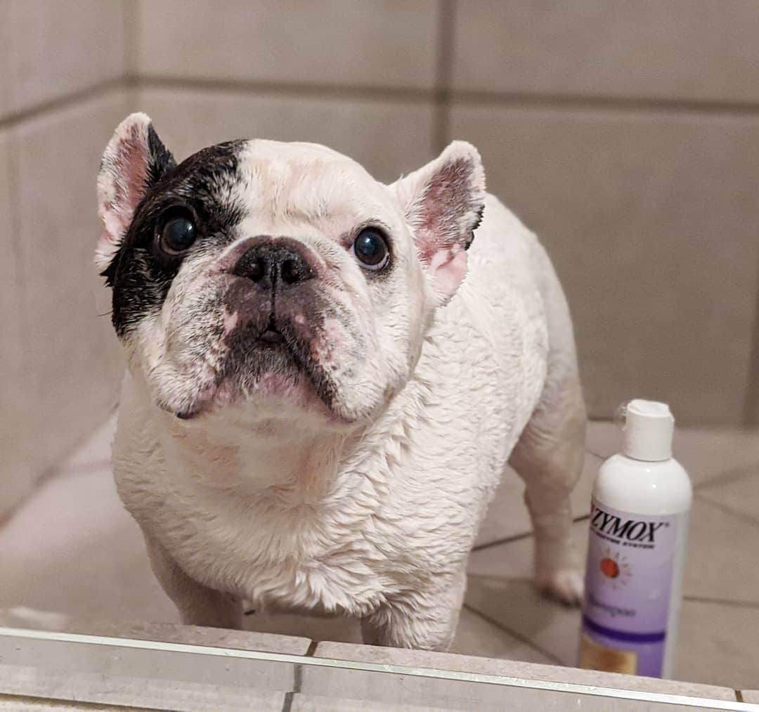 Manny The Frenchieのインスタグラム：「I took a shower today. I feel accomplished and I smell awesome! 🚿🧽 @zymox_official」