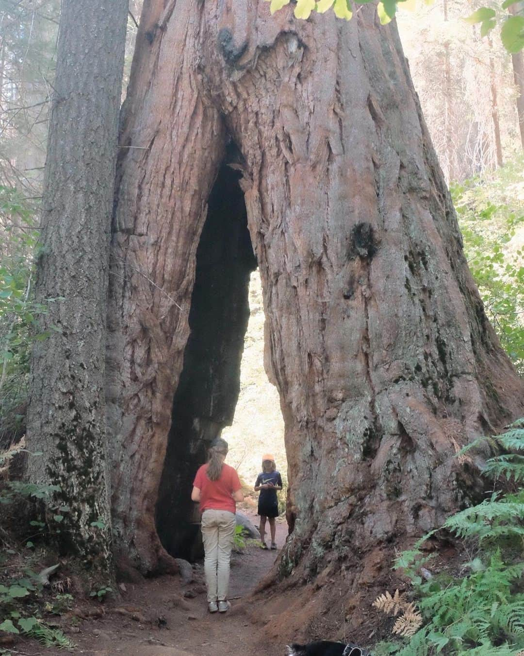 ライアン・ダニエル・ドブソンのインスタグラム：「Me: They should name this tree “Awe.”  Kids: ...  Me: “‘Cause then you guys would be standing... in... “  Kids: ...  Me: “OH COME ON”」