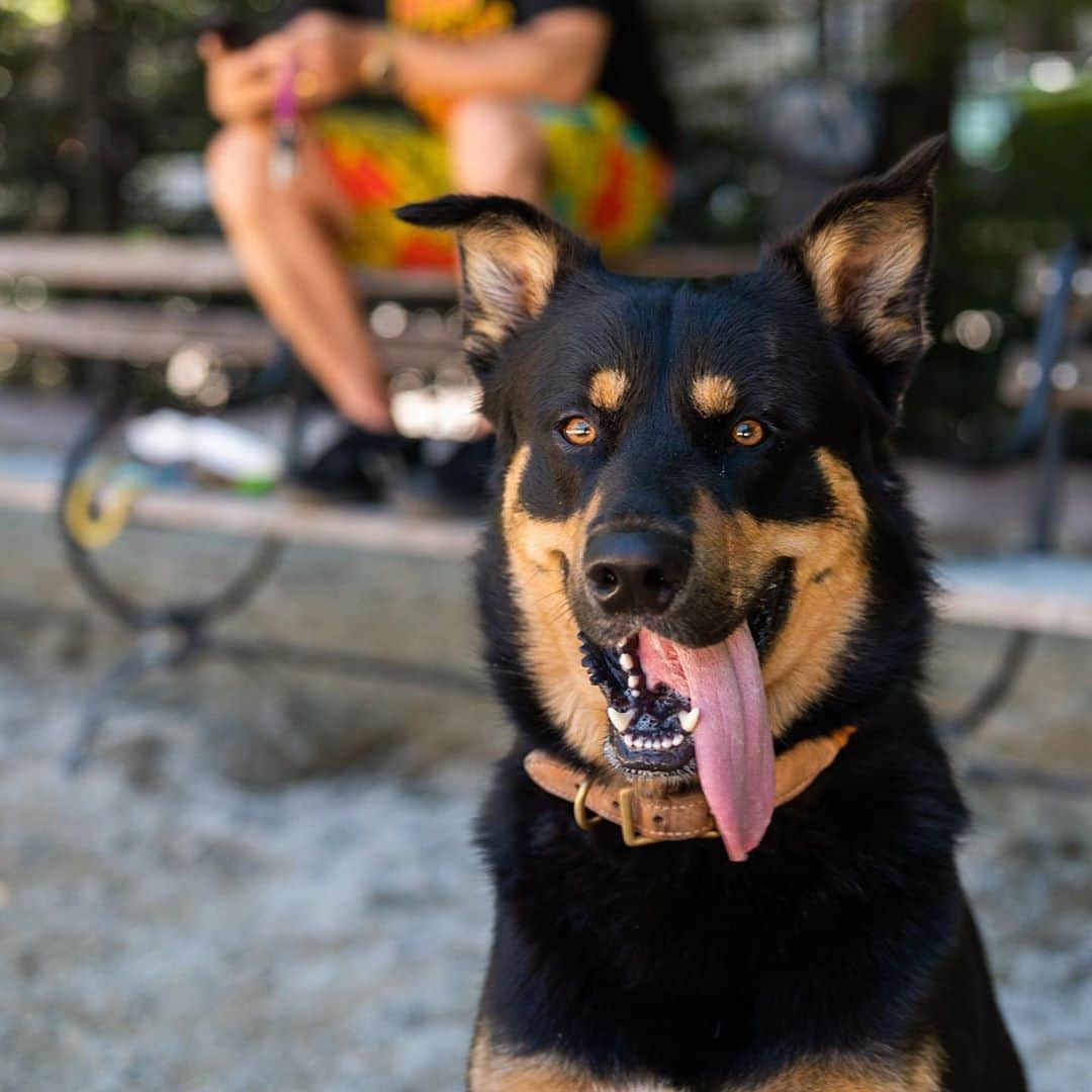 The Dogistさんのインスタグラム写真 - (The DogistInstagram)「Colombo, Siberian Husky/ Alaskan Malamute mix (1 y/o), Washington Square Park, New York, NY • “He likes to sing. All the time.”」8月23日 8時01分 - thedogist