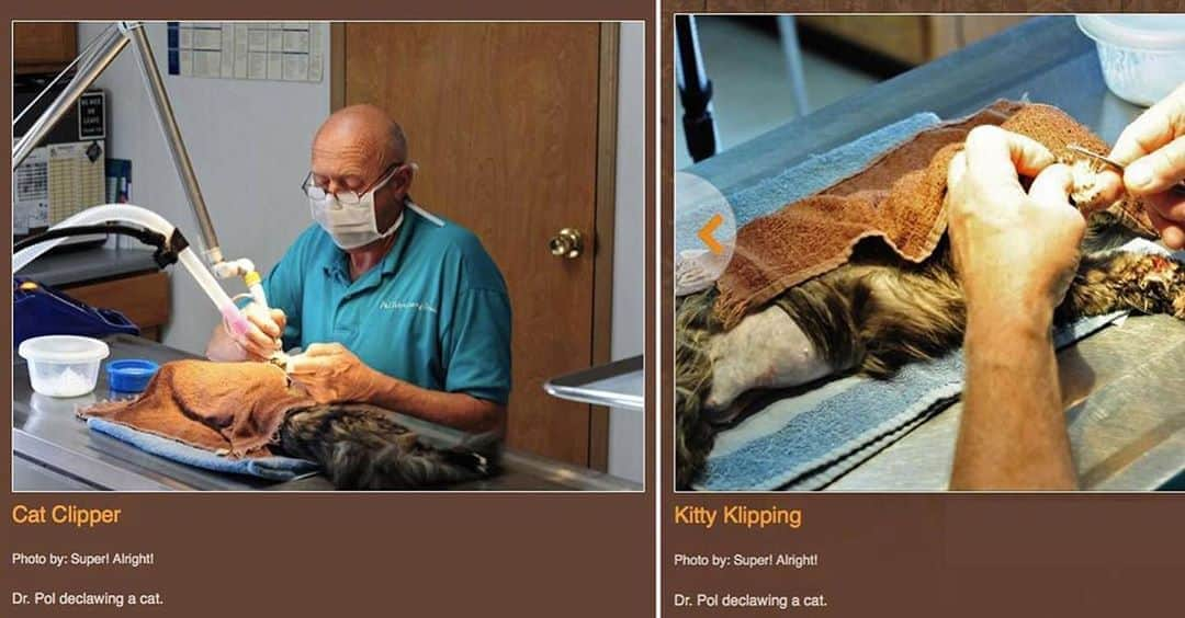 City the Kittyさんのインスタグラム写真 - (City the KittyInstagram)「Shame on @natgeowild for not caring about this cat torture and cruelty that is being done in @thedrpol Pol Veterinary Clinic in Weidman,MI. 😾😾😾😾  Nat Geo Wild deleted this photo of Dr Pol declawing a cat after we posted about this in 2014. #theydontcare 😾😾😾👎🏻 According to employees at Pol Veterinary Clinic last month, all 5 of their vets still declaw cats, including Dr. Pol Our researchers called for a cost of a spay/declaw last month to Dr Pol’s practice, the employee asks, “Just the front?” 🙀 They say that a spay/4 paw declaw is around $300. 😾😾😾🐾When asked if declawing is ok for a cat long term, the employee said they never had a problem.🙀👎🏻 ENOUGH IS ENOUGH!   @thedrpol has a huge platform with his TV show on NAT GEO WILD and @disneyplus and he and his vets should be educating the public about how declawing is really bad for cats and about the easy, humane options. . Please take a minute and sign our petition that’s on our Instagram bio link to Nat Geo Wild and Disney+ so they can inspire Dr POL and his vet to stop mutilating and torturing innocent cats!!  When you see something that is not right, not fair, not just, you have to speak up. You have to say something; you have to do something. John Lewis. 🐾🐾🐾 Also, please send a polite email to NatGeoWild- pressroom@natgeo.com and Disney Plus- responsibility@twdc.com and ask them if they care about the welfare of cats and this serious issue. 🐾  Let us know if you get a reply citythekitty@gmail.com  Please speak up and do something and help us end protect innocent cats from this cruelty and torture.🙏🏻🐾  #NatGeoWild #12DaysofDrPol #DisneyPlus #Disney #DoTheRightThing #DrPol #StopDeclawing」8月23日 8時04分 - citythekitty