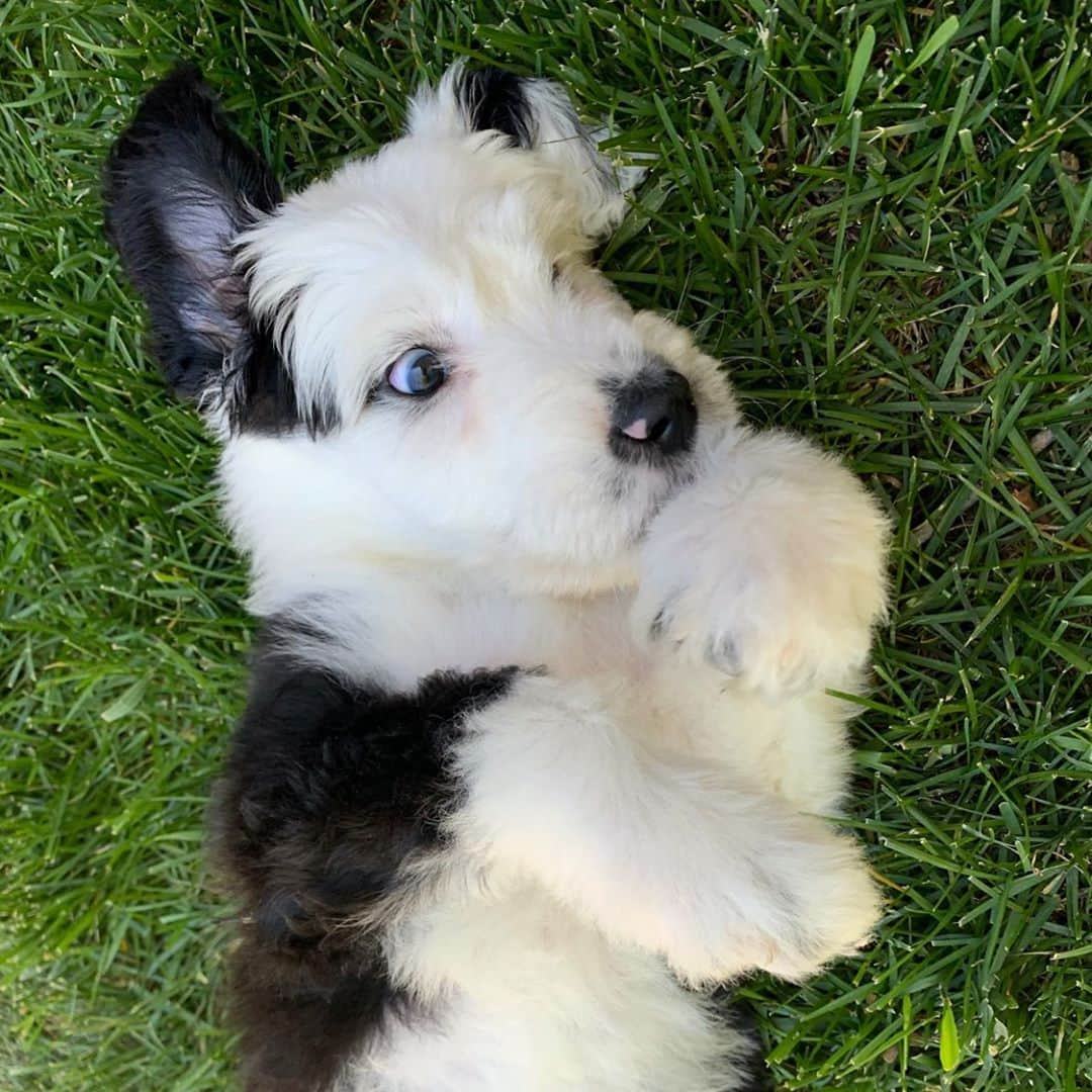 Baby Animalsさんのインスタグラム写真 - (Baby AnimalsInstagram)「Meet @hibonzo, he wants to roll around in the grass with you. He likes it ruff 😂Follow Bonzo to see his adventures🐶」8月23日 8時49分 - thebabyanimals