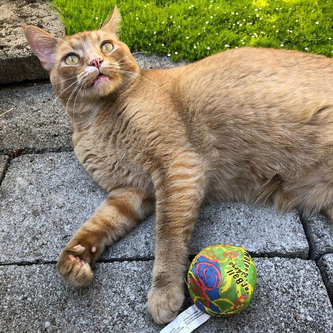 Snorri Sturlusonのインスタグラム：「STOLEN: water ball splasher, night of 8/20, likely stolen from the yard of our new next door neighbors. I haven’t warned them yet about the shoes. #snorrithecat #kittyklepto #catburglar #catsofinstagram #cats #pnw #bunnykick」