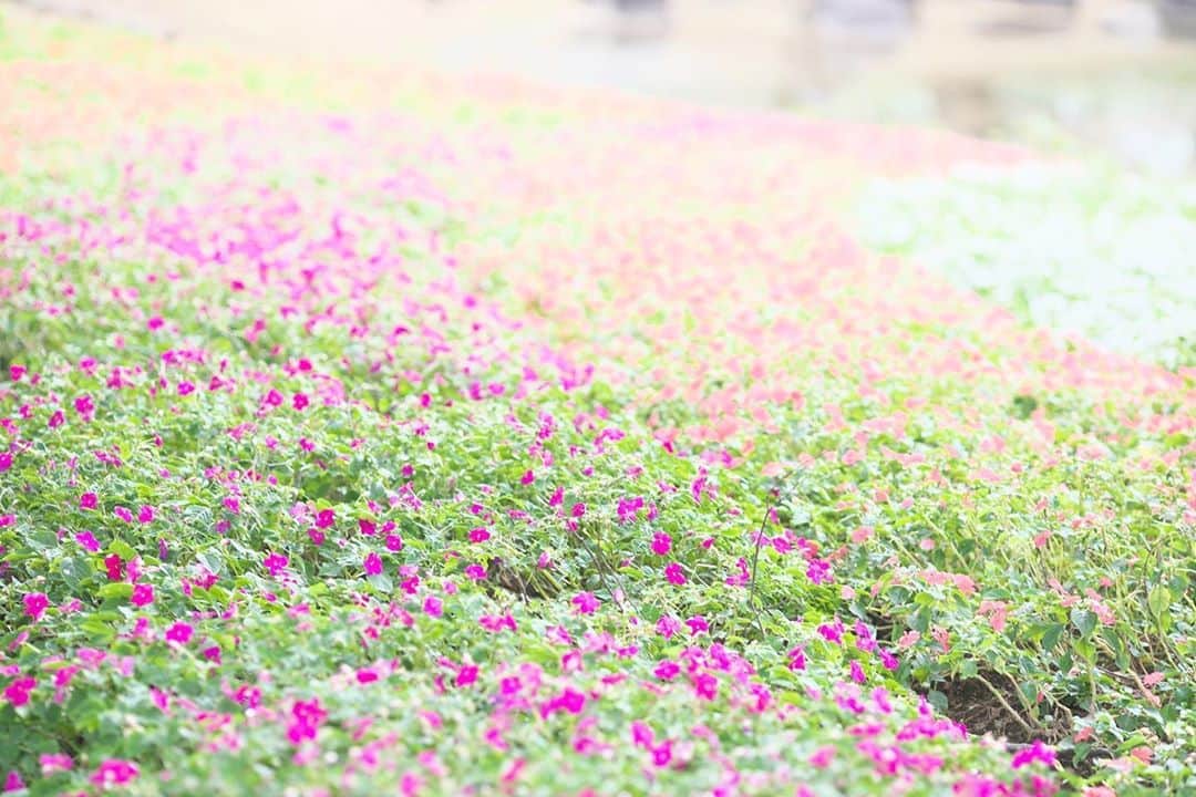 kiccyomuのインスタグラム：「☔️ 2020.08.23 Sun #昭和記念公園 チューリップ🌷の 咲く頃に来たかったなぁ〜 #心に花を  久々朝から雨☔️のような気がする 暑さも少し和らいだ気もする日曜日… 今日も元気に🤗  location #東京 📷撮影 2020年08月08日」