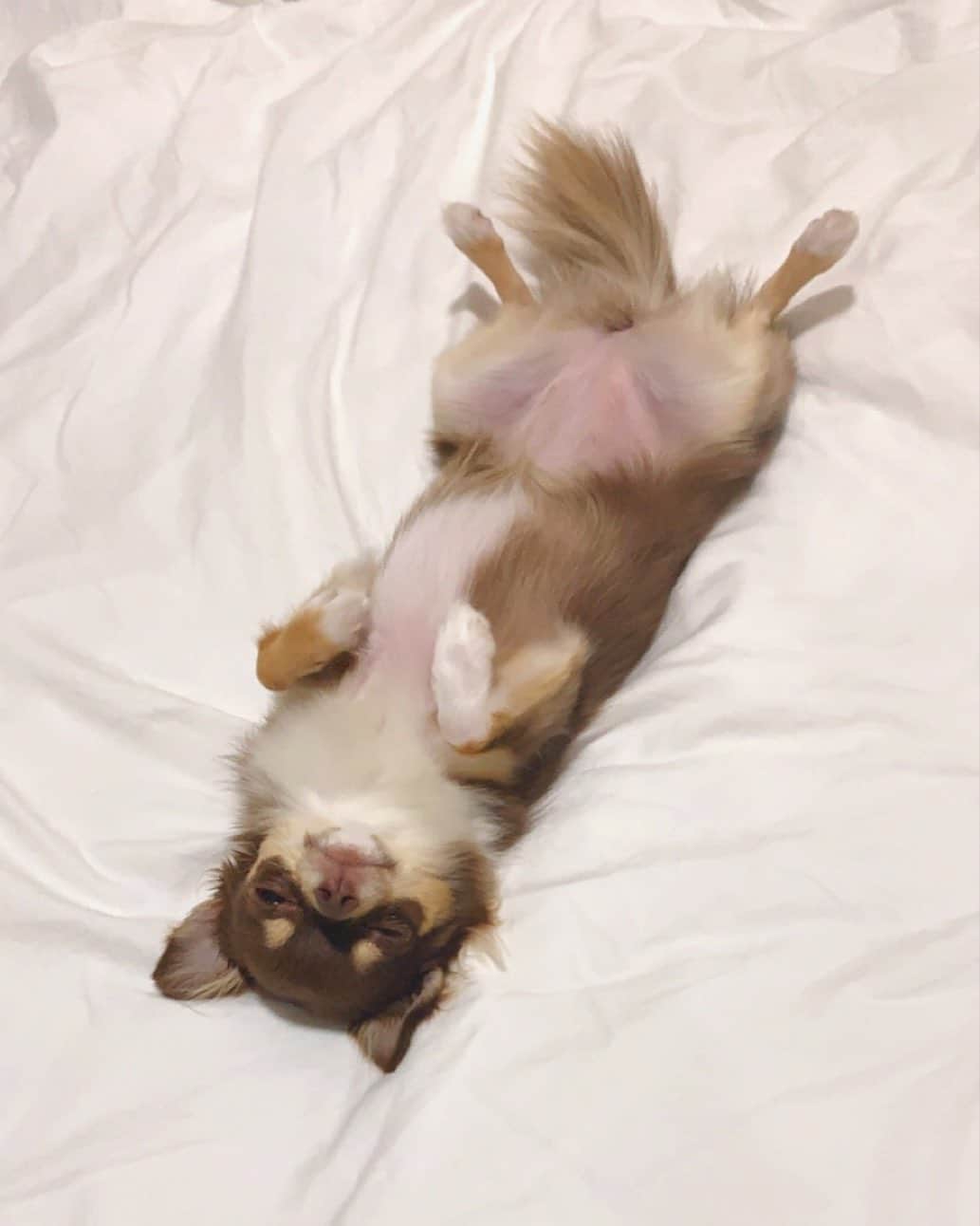 梨乃のインスタグラム：「﻿ どこでも仰向けで寝ちゃう🐏🌙﻿ ちょっと太ったおちび👶🏻﻿ ﻿ ﻿ #チョコタンチワワ #チワワ #まろ眉 #チョコタンクリーム #おうち時間 #癒しわんこ #いぬすたぐらむ #1歳 #チワワ部 #仰向けで寝る犬」