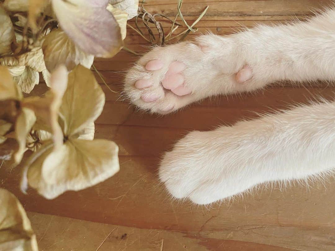 松本野々歩のインスタグラム：「6月に我が家にやってきた子猫の「もちまき」が 昨日の朝 息を引き取りました  ちょうど1ヶ月前から元気がなくて 病院へ連れて行くと　 『猫コロナウイルによる猫伝染性腹膜』と診断され はっきりと　100%助からない 数日から　もって2ヶ月くらいだろうと  人間のコロナウイルスとは関係はないのだけど あまりにタイムリーで いよいよほんとに憎い名前  それから1ヶ月の間は たくさん　ほんとにしつこいってくらい名前をよんで キスをして ご飯を食べても　トイレにいっても褒めて褒めて 過ごしました  小さな体が少しづつ　病に蝕まれて 静かに　ゆっくりと死に向かってゆく姿が 悲しくて　見ているこちらも辛かったけれど 美しくて　勇しくも見えた  夜になると急に涼しくて 秋の虫が鳴き始めて それがまた　寂しくて ぎゅっと胸が痛いよ  朝起きてまたセミの声が聞こえて あのだみ声が聴こえてきそうで　 また悲しい  幸せをたくさん撒き散らしてくれて ありがとう もちまき」