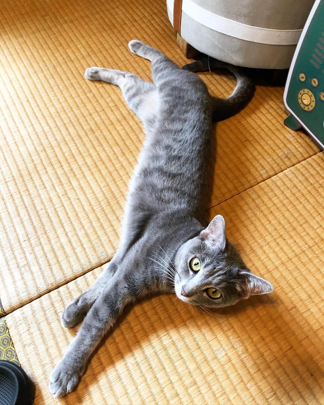 金成公信のインスタグラム：「畳と猫。#ネコ #猫 #cat #catlife #catstagram #catlover #catsofinstagram #cats #猫のいる暮らし #猫好きさんと繋がりたい #灰猫 #灰トラ #ロシアンブルー #russianblue #瑠美子 #梢枝」