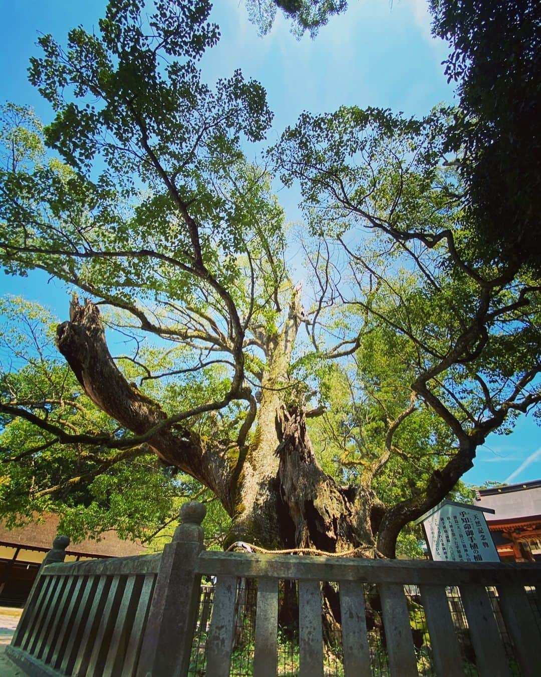 滝香織さんのインスタグラム写真 - (滝香織Instagram)「. しまなみ旅③  #大三島 の#大山祇神社 （おおやまづみじんじゃ）にある#楠 樹齢2600年と言われている#天然記念物の#大きな楠の木  #この周りを息を止めて3周すると願いが叶う  と言われているらしい。  これは挑戦しないわけにはいかない！とやってみました。  1周目は大丈夫。 2周目が終わった頃にやばくなる。 そこからの3周目。 ほんとにきついけど、絶対やり遂げると思って、ただただ前を見て必死に走る。 着いた瞬間、ぶはっ！！って息が飛び出してきました。 ぜーはーぜーはー。  ほんと限界ぎりぎりでしたが、なんとか3周走り切りました！！ いや〜ほんとにきつかった。 人目も気にせず本気で走ってしまった😅  この感じなんですかねぇ。 何かを叶えるには、最後に前を向いて、えいって、そこに行くぞって思い切る瞬間が必要なのかなって思いました。  ただ😅 必死に走りすぎて、願い事するの忘れてました😂 走り終わった後、ぜーはーしながら、願っておきました。 どうか叶いますように✨  さて、大山祇神社、まさに#パワースポット と呼ばれるような何かを感じる場所です。 何年かぶりに行ったのですが、改めて行ってよかった😊 また来たい場所のひとつになりました。  #神社 #願いが叶う #大楠 #愛媛 #島 #御神木 #しまなみ海道 #今治観光 #愛媛観光 #愛媛旅行 #愛媛 #瀬戸内海 #旅 #tree #energy #nature #happy  #アナウンサー #女子アナ #滝香織 @kaorin_taki」8月23日 21時15分 - kaorin_taki