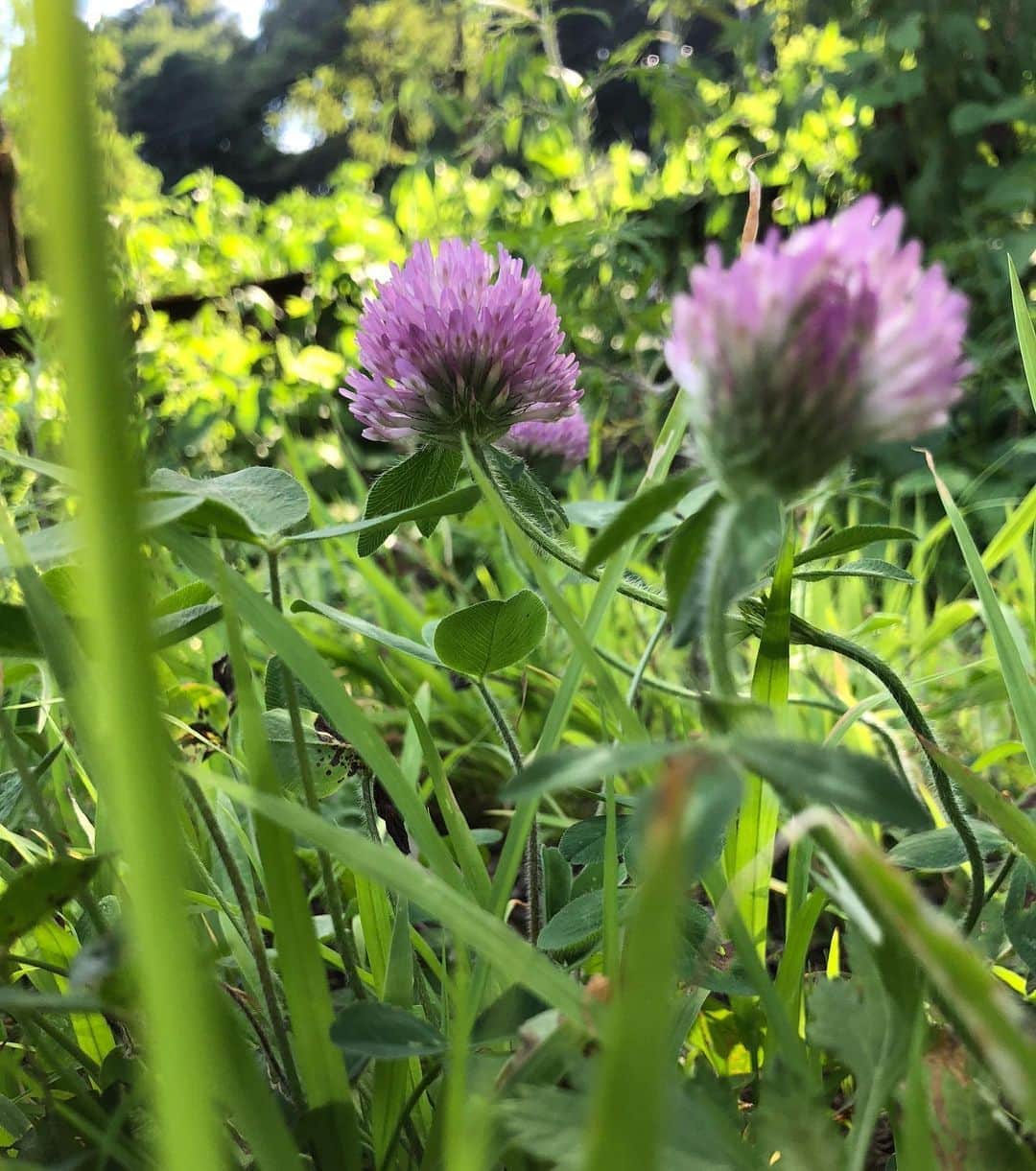 中野みやびのインスタグラム：「植物目線  #植物 #花 #flower #草 #紫 #purple #pink #可愛い #cute #お洒落 #自然 #green #空 #sky #picture #wawawa #みやび」