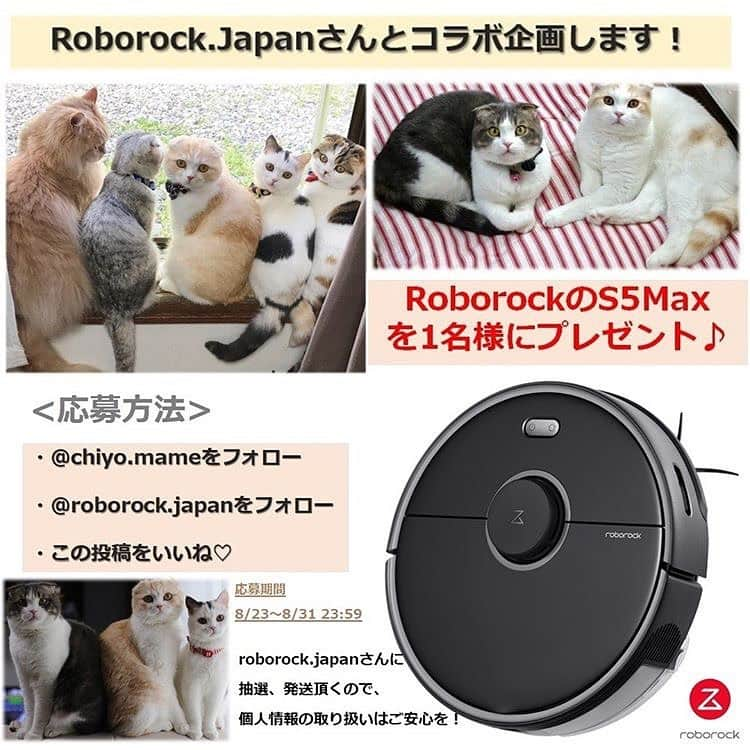 Chiyomame ちよまめのインスタグラム：「私も毎日愛用させていただいている ロボット掃除機✨ロボロック #Roborock （　@roborock.japan ）さんと コラボ超豪華プレゼント企画🎁 を開催することになりました😻💕 . . 《　Roborock  S5 Max 》 フォロワー様1名にプレゼント❤️ . . 多頭飼いの方や、 小さなお子様のいるご家庭 拭き掃除やロボット掃除機 迷っている方、どんな方にも 是非是非おすすめです👍✨ . . ------------------------------------- ⭐️⭐️⭐️応募方法は簡単です﻿！⭐️⭐️⭐️ ﻿. ⚫︎ @chiyo.mameをフォローする ﻿⚫︎ この投稿に いいねする﻿ ⚫︎ @roborock.japanをフォローする ﻿. これだけでok🙆‍♀️💕 ﻿. ※ 8/31 23:59 までにご応募ください ❤️ ﻿. 🎁抽選や発送などはRoborockJapanさんに していただくので﻿、 私に個人情報が分かったりすることもないので﻿ 安心してご参加ください🥰 --------------------------------------- . 是非是非ご応募してみて下さい🐈✨ どなたに当選するか私も楽しみです❤️ . . . #roborock #ロボロック #ロボロックのある生活 #roborockpr #猫 #スコティッシュフォールド #掃除ロボット #ロボット掃除機 #猫の多頭飼い #scottishfold #scottishfold_mamechiyo #scottishfold_monaka #scottishfold_fubuki #まん丸ねこ部 #掃除 #プレゼント企画」