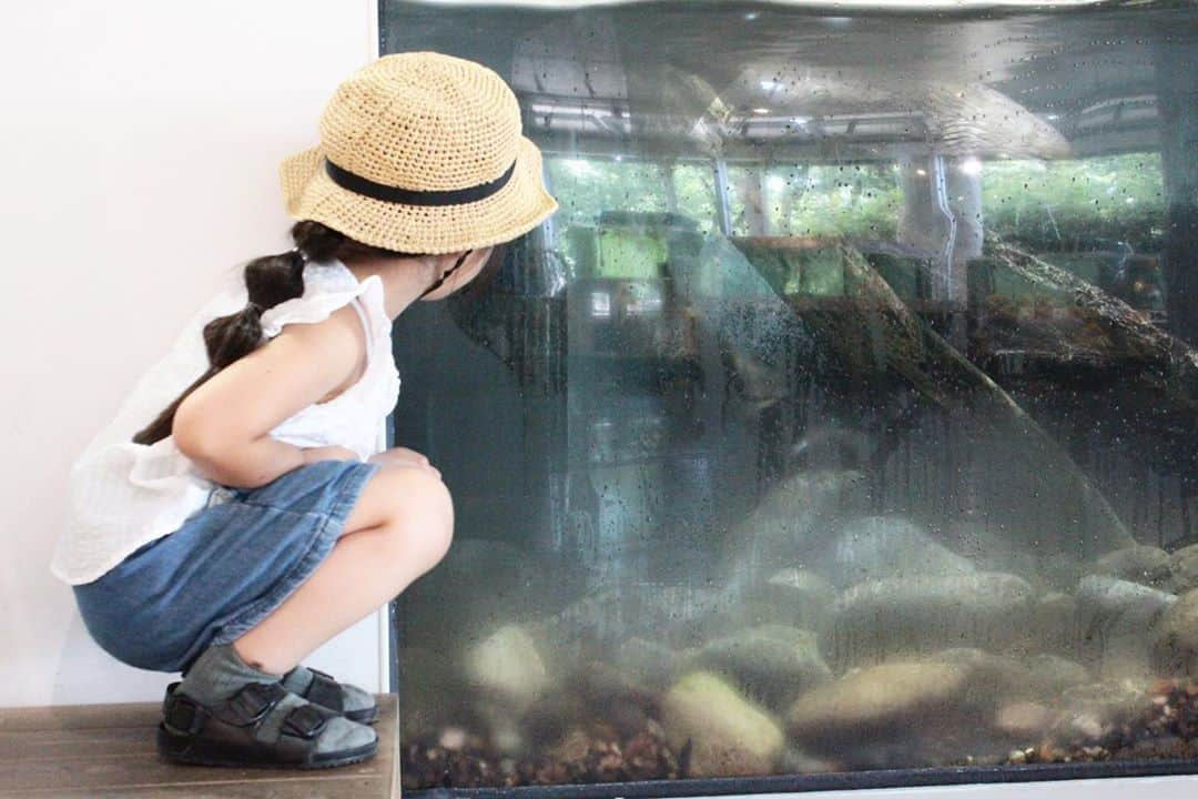 イズミのインスタグラム：「カワセミ水族館では ゲンゴロウとかゲンゴロウとか タガメとかタガメとか 川魚とか川魚とか川魚とか、、 川の生き物などの水族館なので カワウソがものすごく可愛く思えた🤗 普段あれ欲しいこれ欲しいとか あまり言わない娘が 珍しくカワウソのぬいぐるみを欲しがったのでお買い上げ！ りんちゃんと名付けて 今夜も一緒に寝ています😴  #夏休み #いなわしろカワセミ水族館  #猪苗代 #4歳」