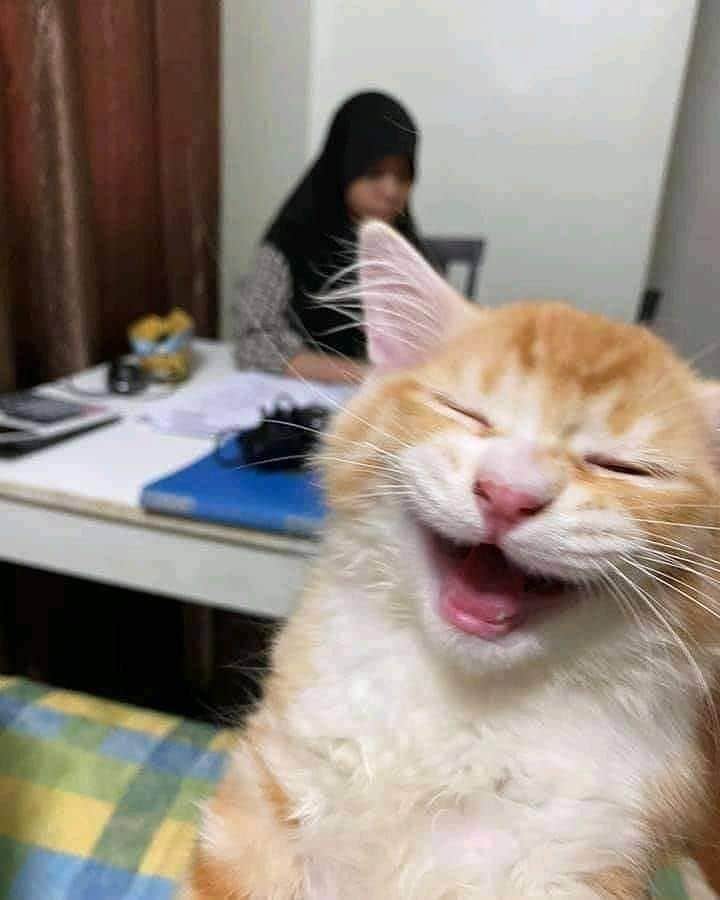 のインスタグラム：「#captionthis⠀ ⠀ #meowed #captionthis #haha #🤣」