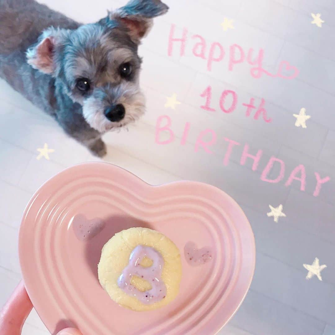 橘珠里さんのインスタグラム写真 - (橘珠里Instagram)「It's Blair's 10th birthday today🧁✨  ⋆ 今日はブレア10歳のお誕生日🐕‍🦺🐾 ⋆ 今年は地味ですが、安心な手作りのさつまいもケーキ🍠でお祝いしました🎉 (📝蒸して裏ごししたお芋/お芋の上の文字はブレアの『B』 /豆乳ヨーグルトにブルーベリーで色をつけました) ⋆ もう10歳なんて 早いです☺️ どんな時も側にいてくれる、大好きで大切な大切なブレア ⋆ これからもずっと元気で一緒にいてください🥰♡ おめでとう✨ *----*----*----*----*----* #10thbirthday #birthday #mybaby #maltipoo #maltipoolove #birthdaygirl #dogstagram #お誕生日 #10歳の誕生日 #愛犬 #愛犬の誕生日 #愛犬の誕生日ケーキ #さつまいもスイーツ #お芋スイーツ #わんこのいる生活 #ミックス犬 #マルプー #宝物 #娘  #お誕生日おめでとう」8月23日 22時08分 - jurinu